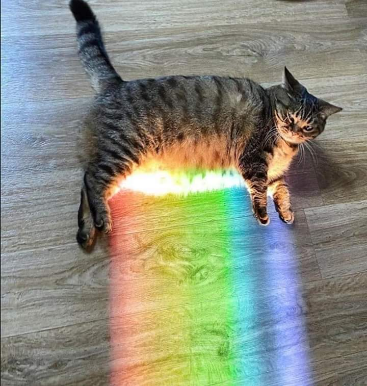 This rainbow cat r/Rainbow