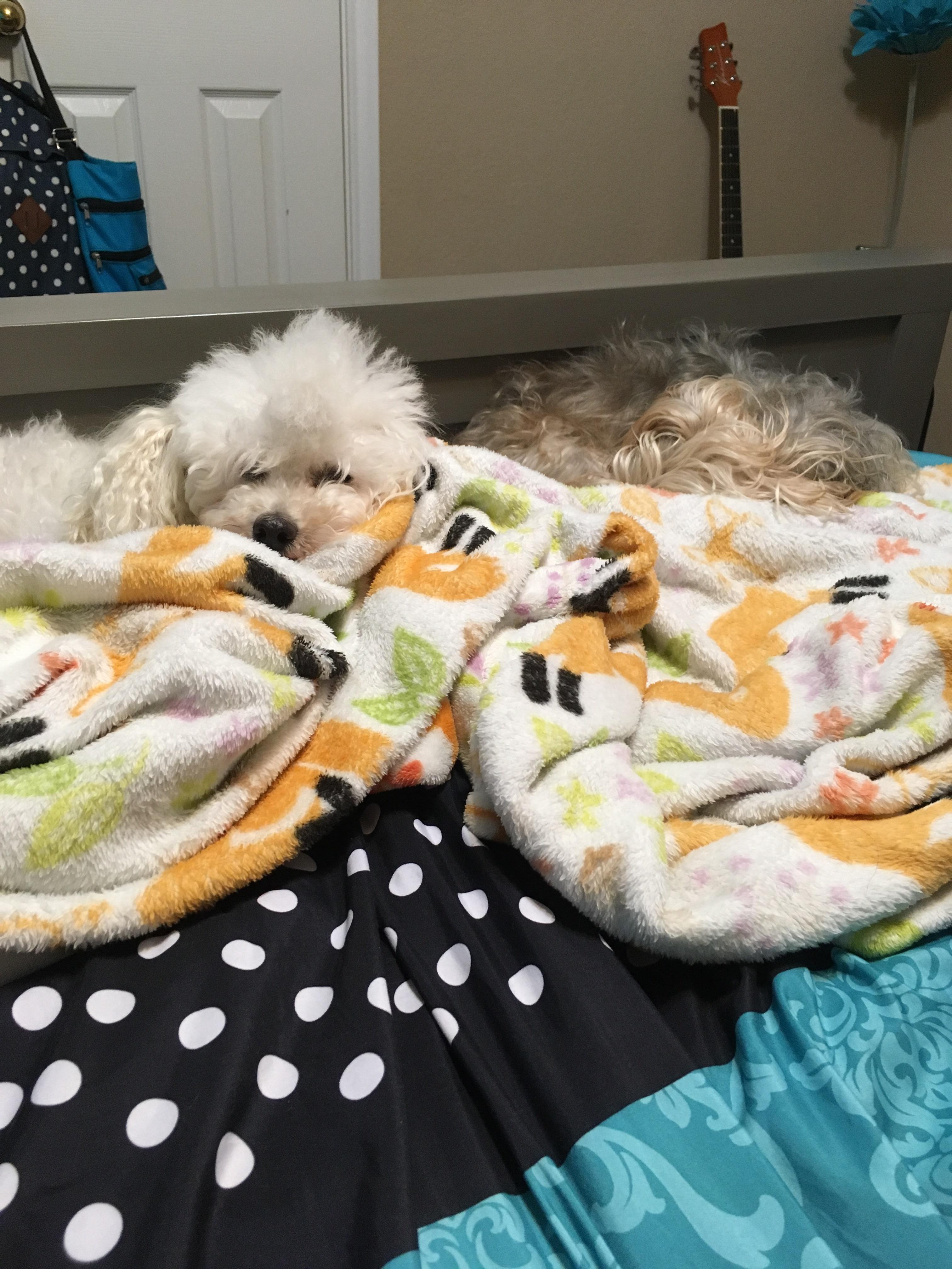 I put my blanket at the foot of my bed so my dogs could lay down on it