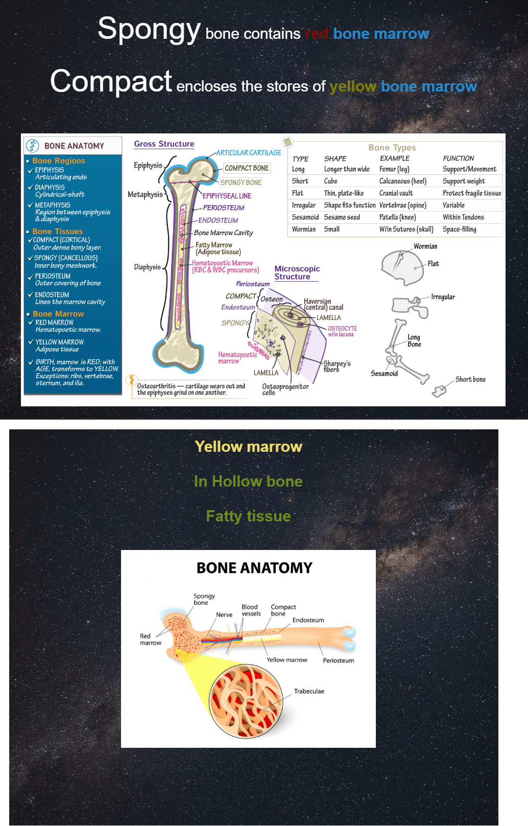 Is Yellow Bone Marrow in Hollow or Compact Bone? Which one of these