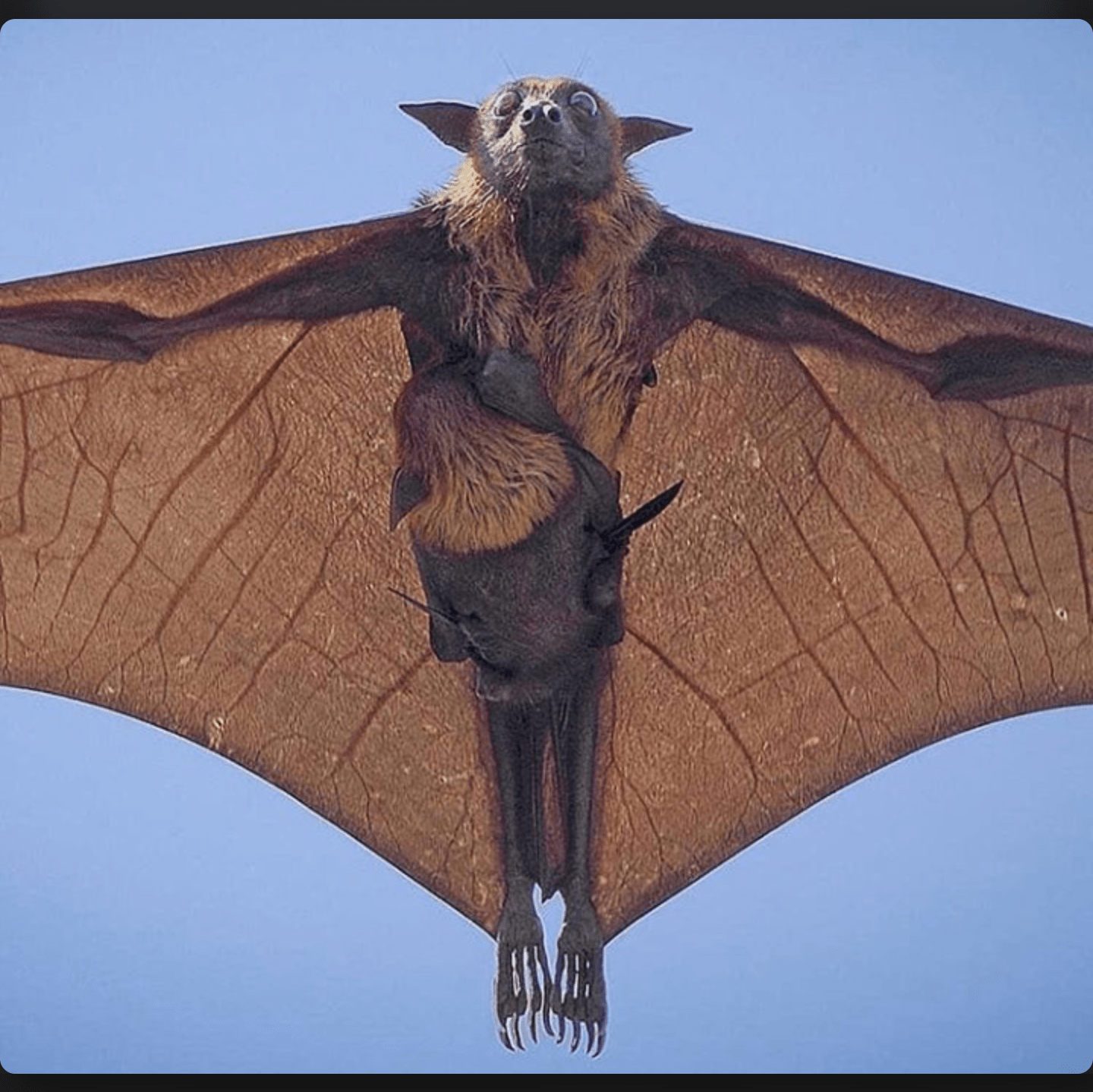 Giant crowned flying bat r/oddlyterrifying