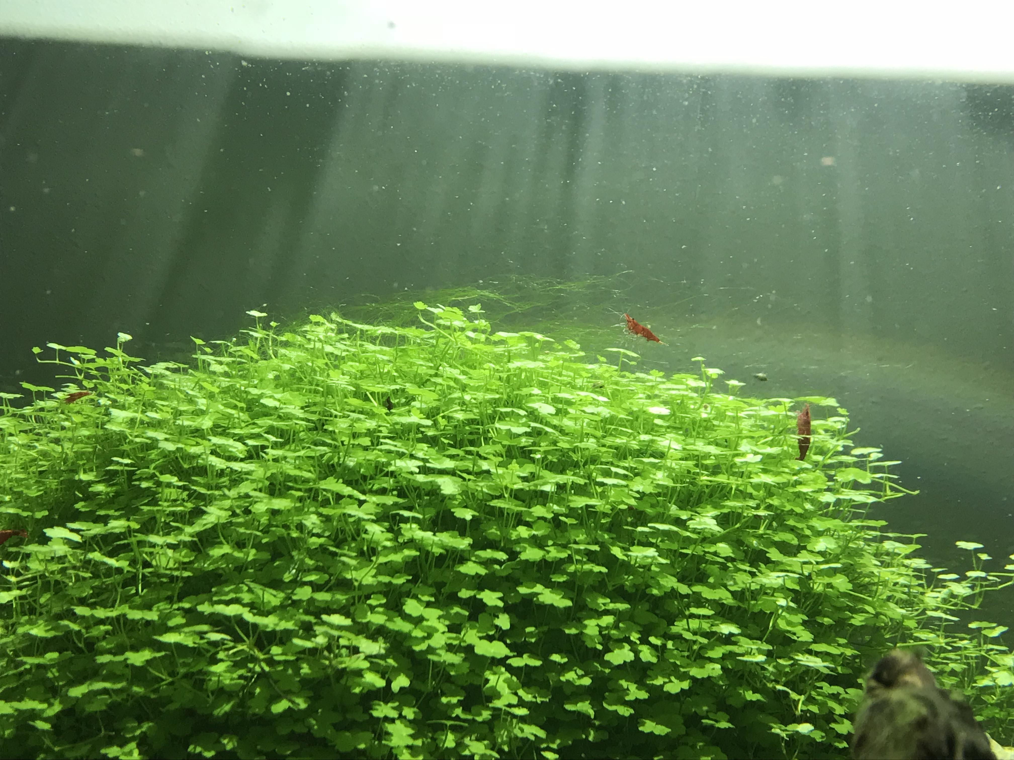 What kind of algae is this rising up from my plants? Hair algae? What