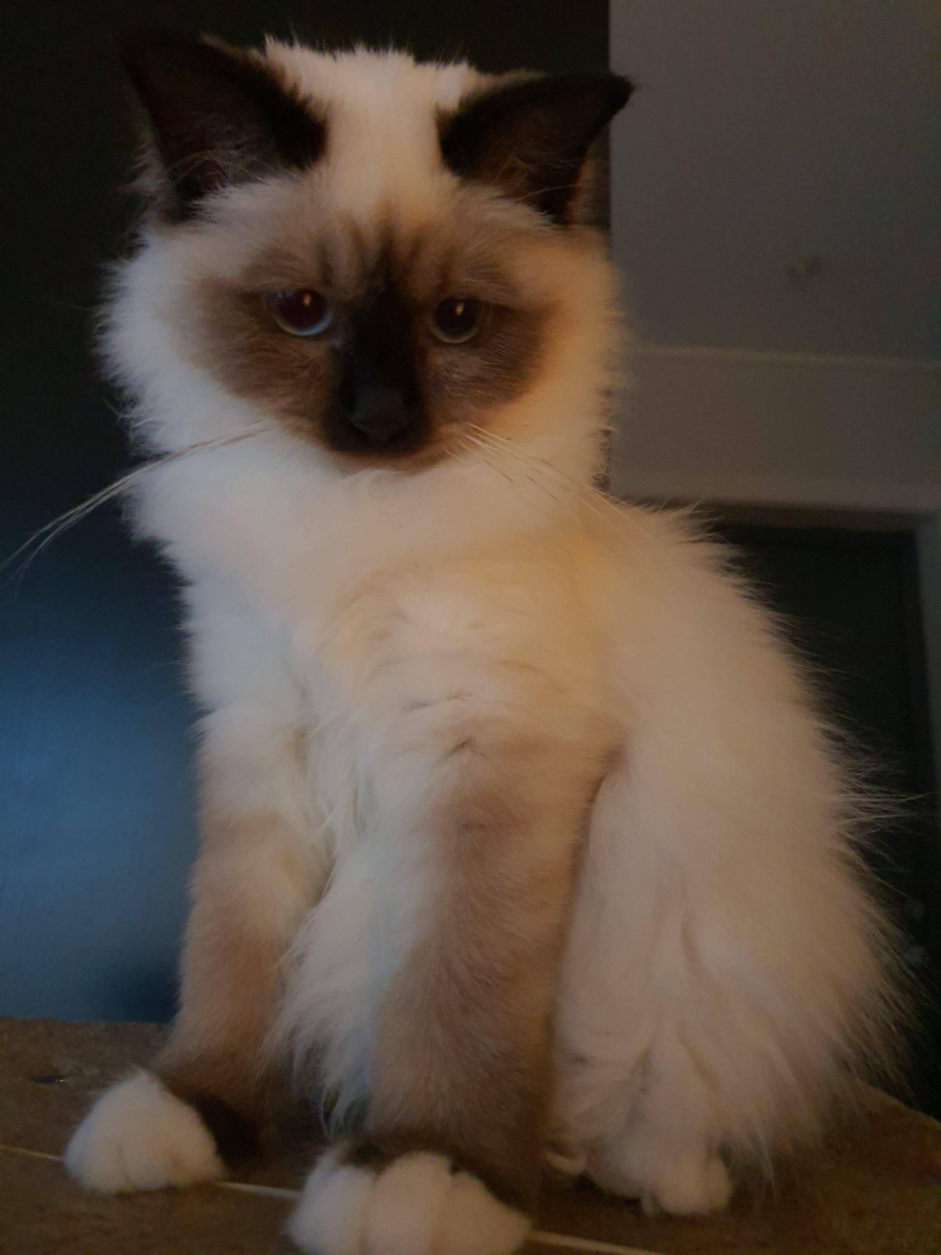 I've never seen a cat with such big paws r/cats