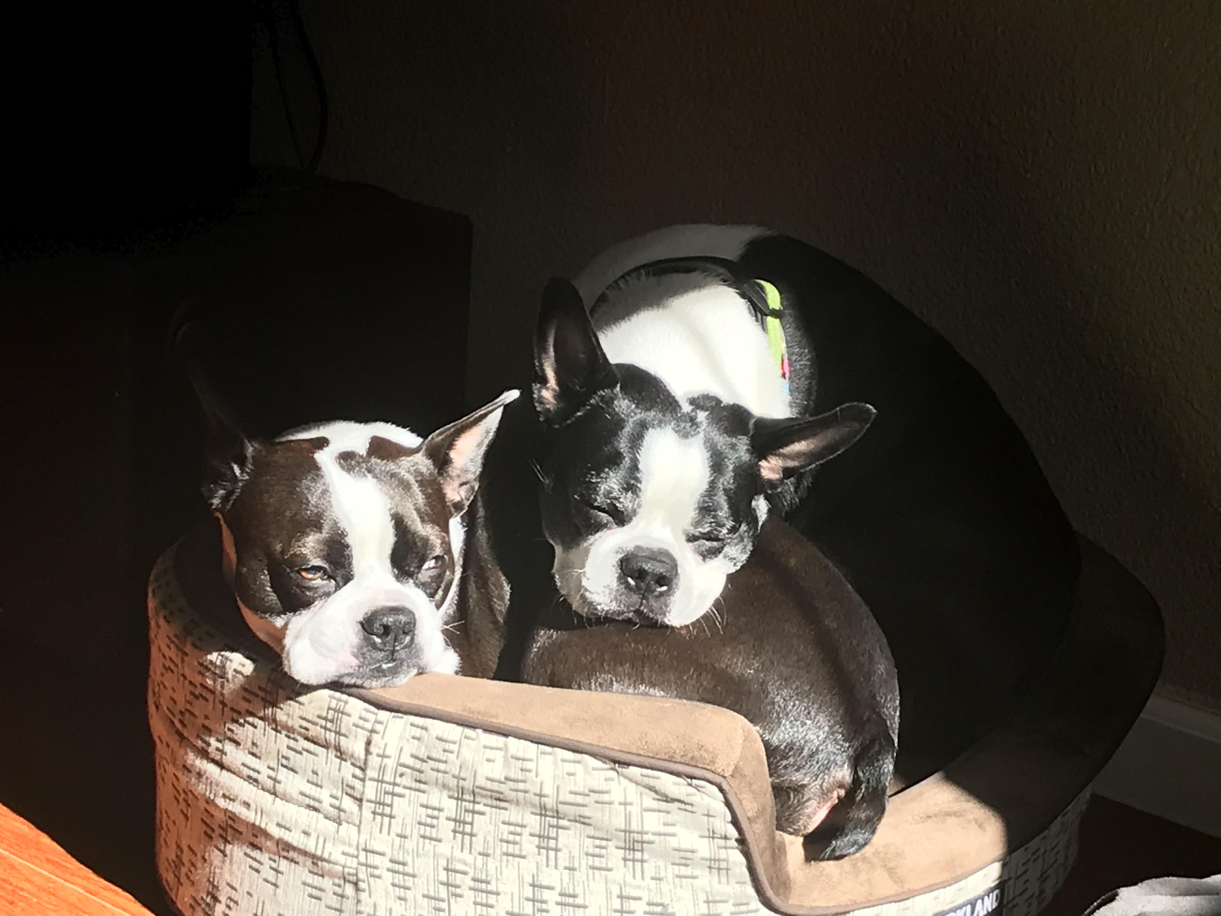 They have separate beds but choose to do this r/BostonTerrier