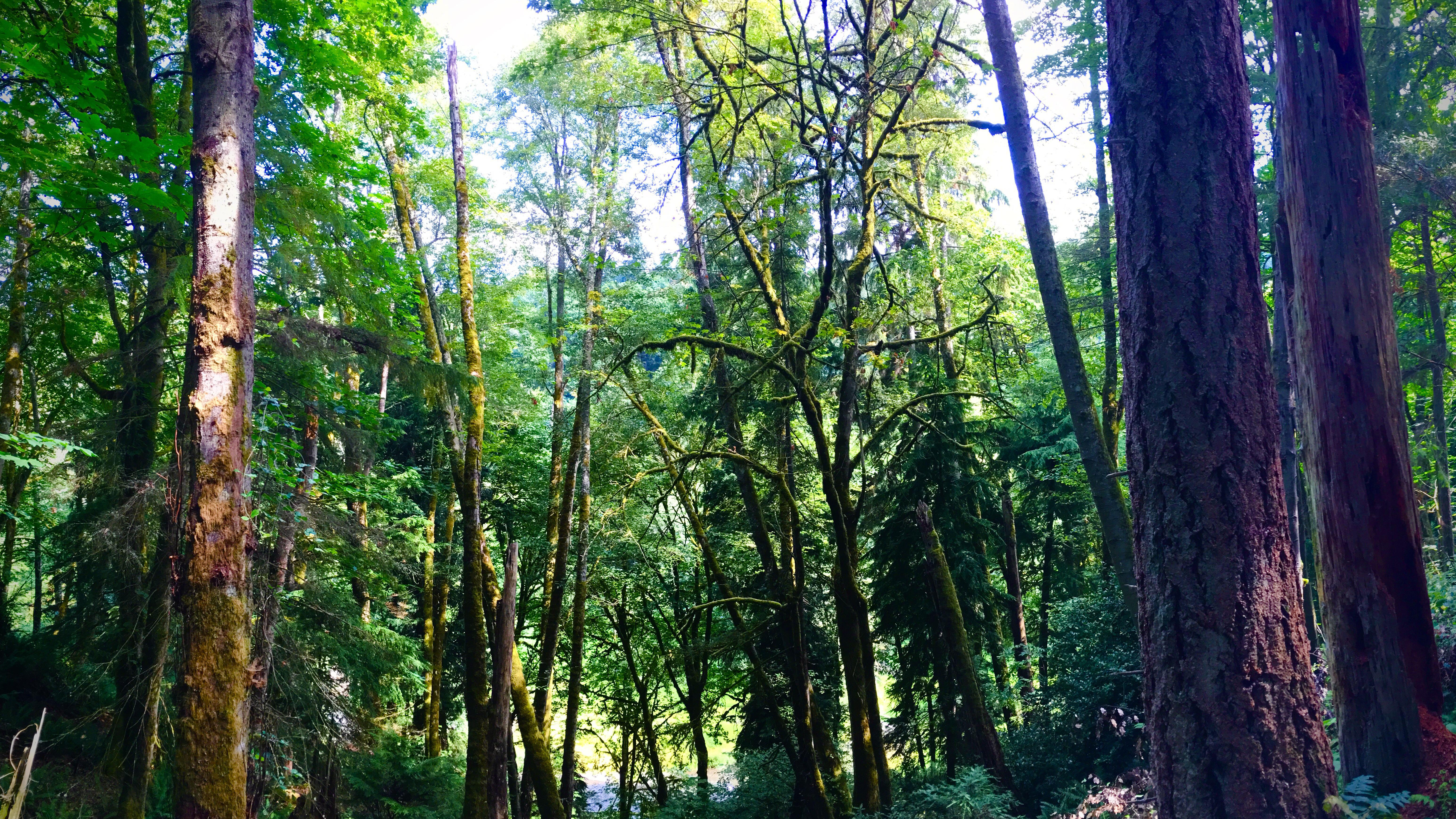 Summer morning, Lakewood, Washington [OC] 6182 x 3477 r/EarthPorn