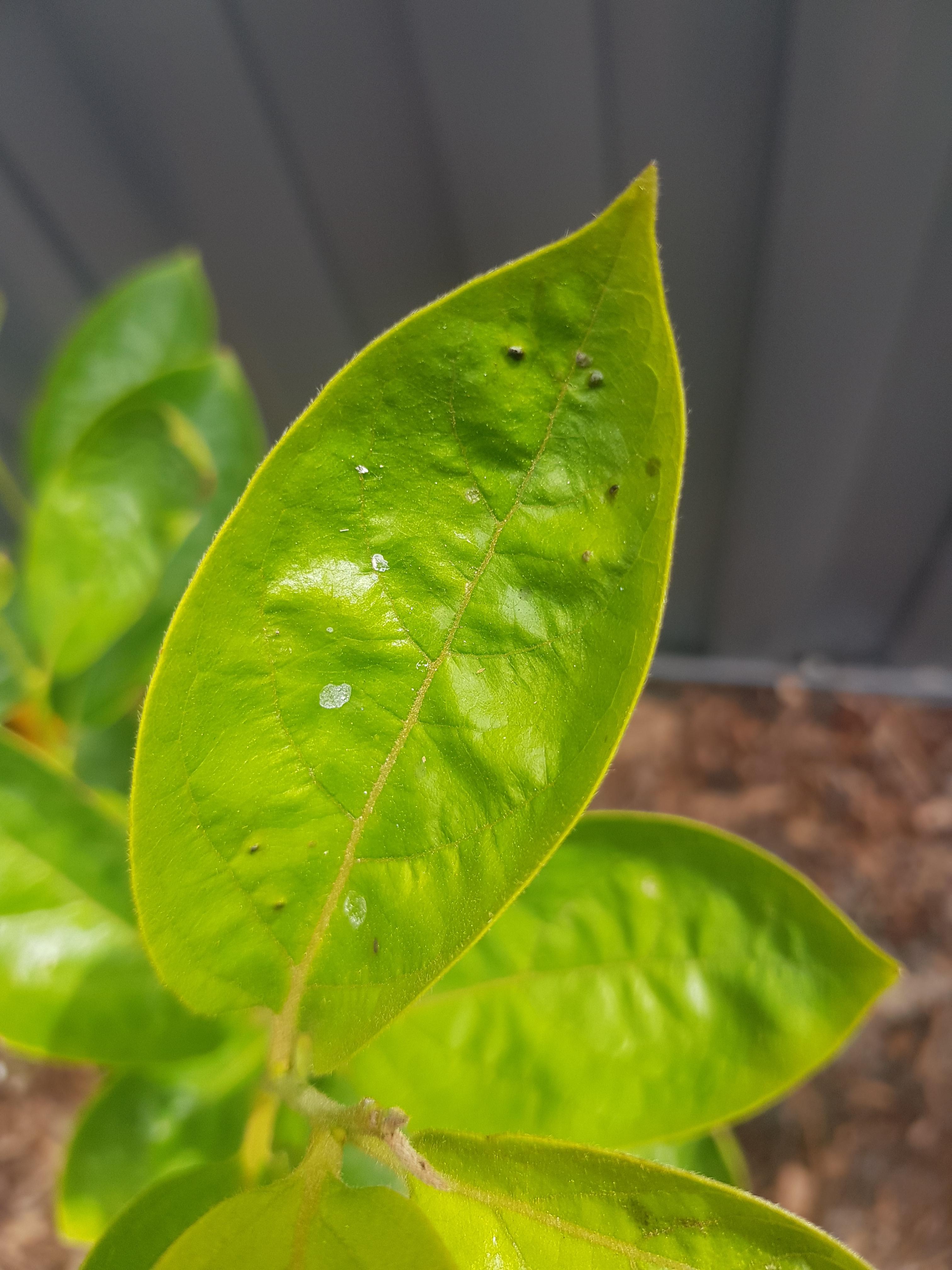 What are these spots all over my persimmon tree? r/gardening