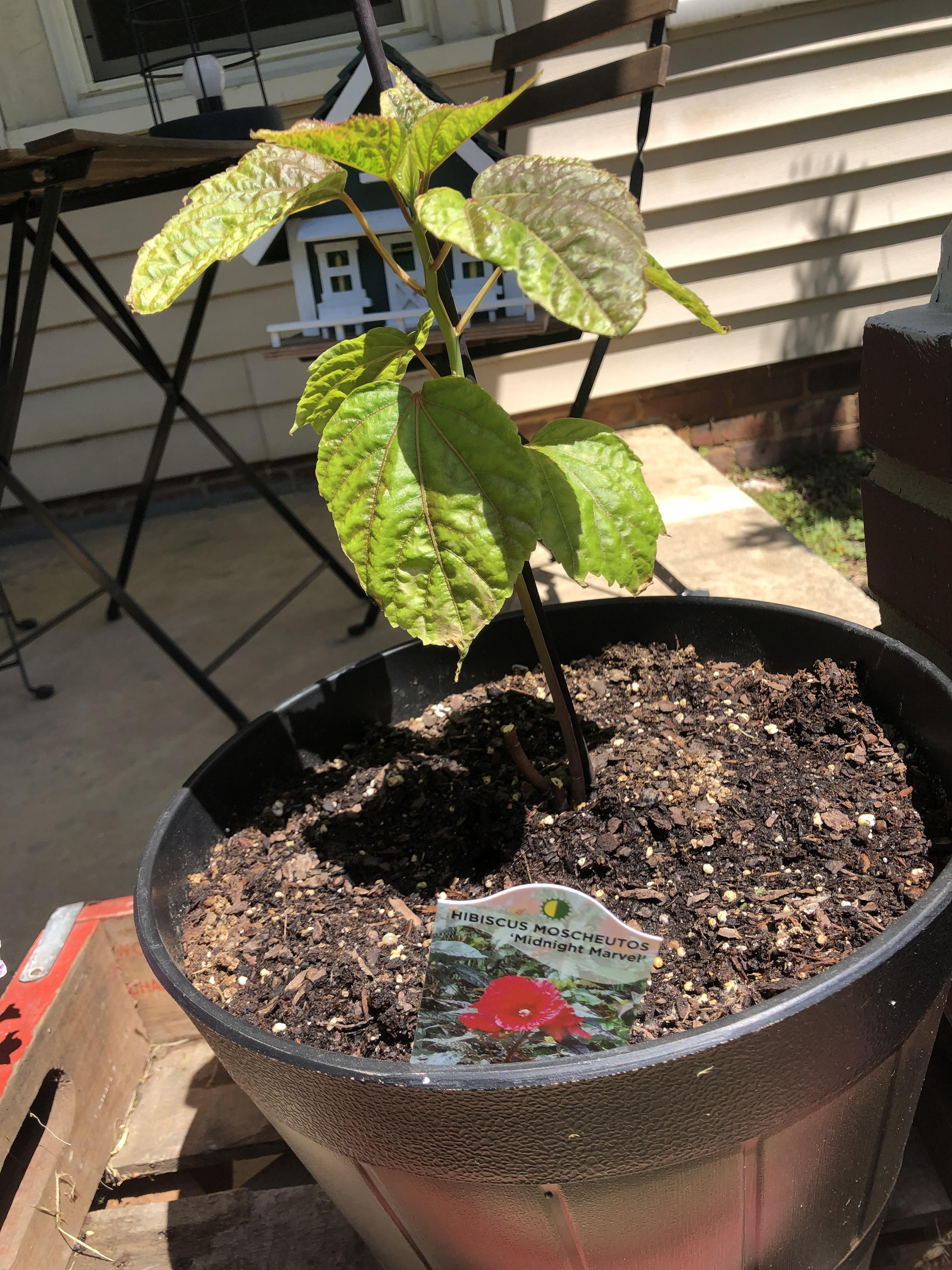Has anyone had luck growing a Hardy Hibiscus in pot?? r/gardening