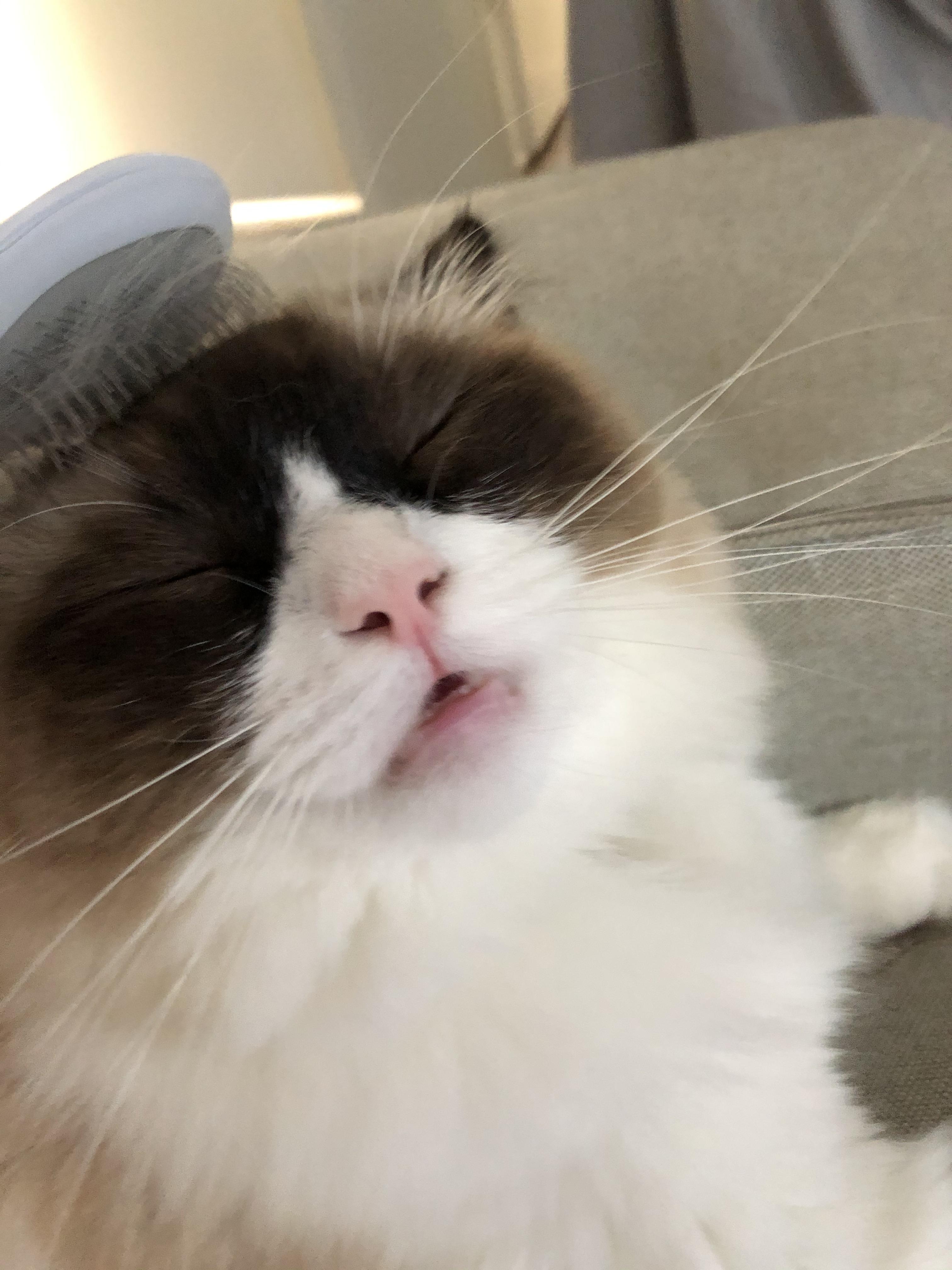 Anyone else’s ragdoll make stupid faces when you brush their head or is ours broken? r/ragdolls