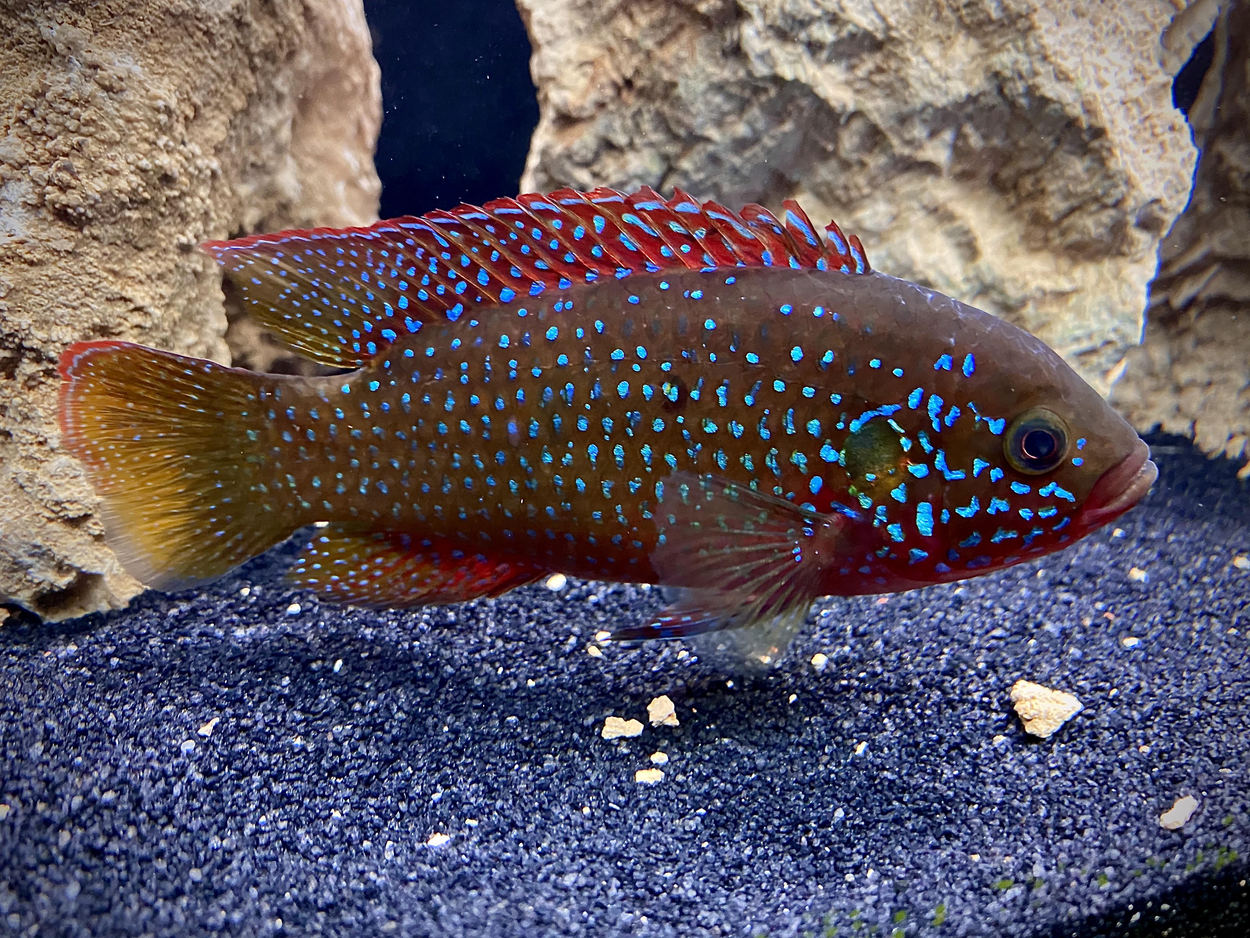 Jewel cichlid r/Aquariums