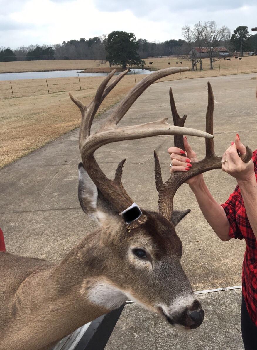 Mississippi River Whitetail r/Hunting
