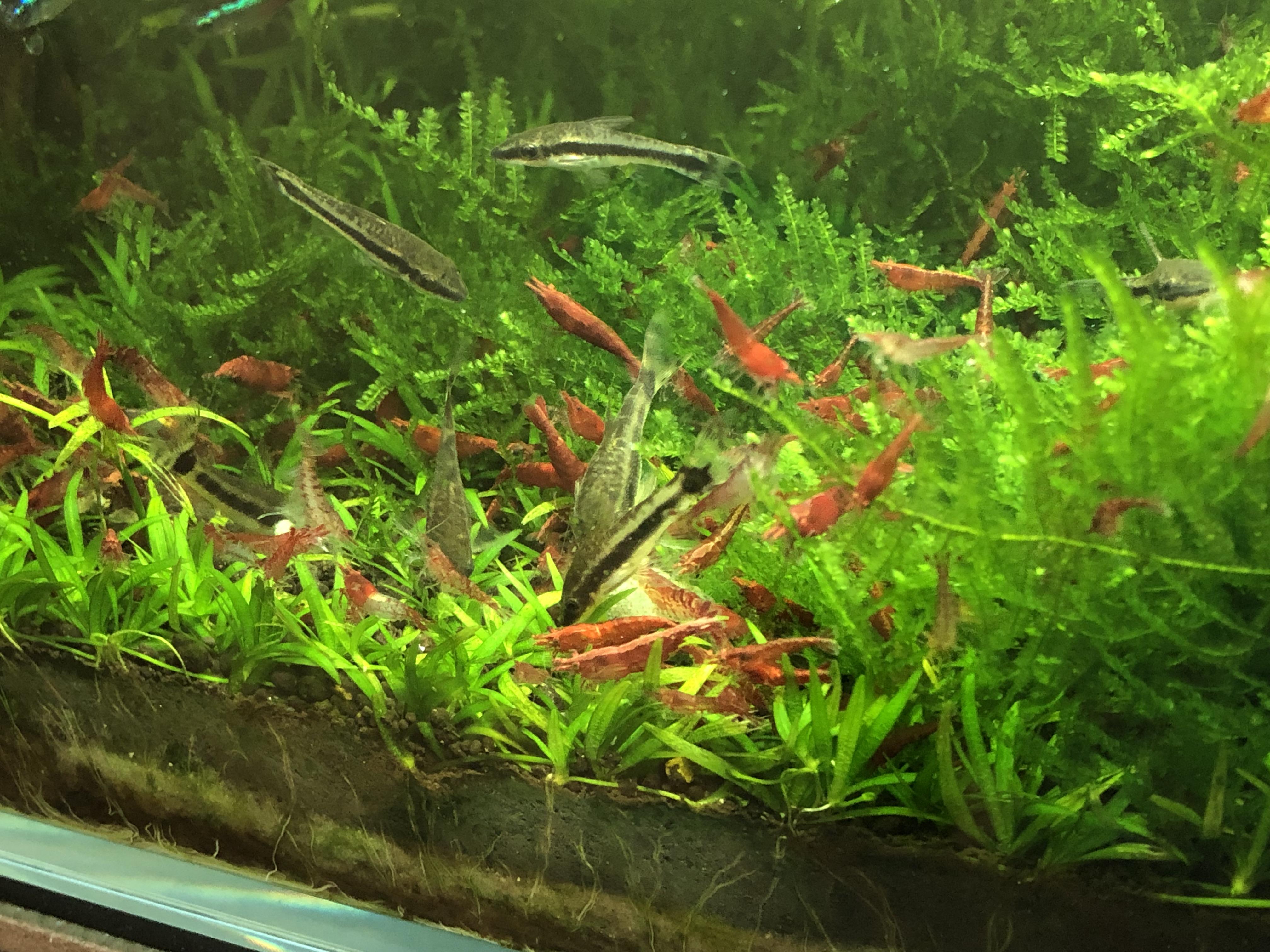 The first cat gathering of new year Aquariums