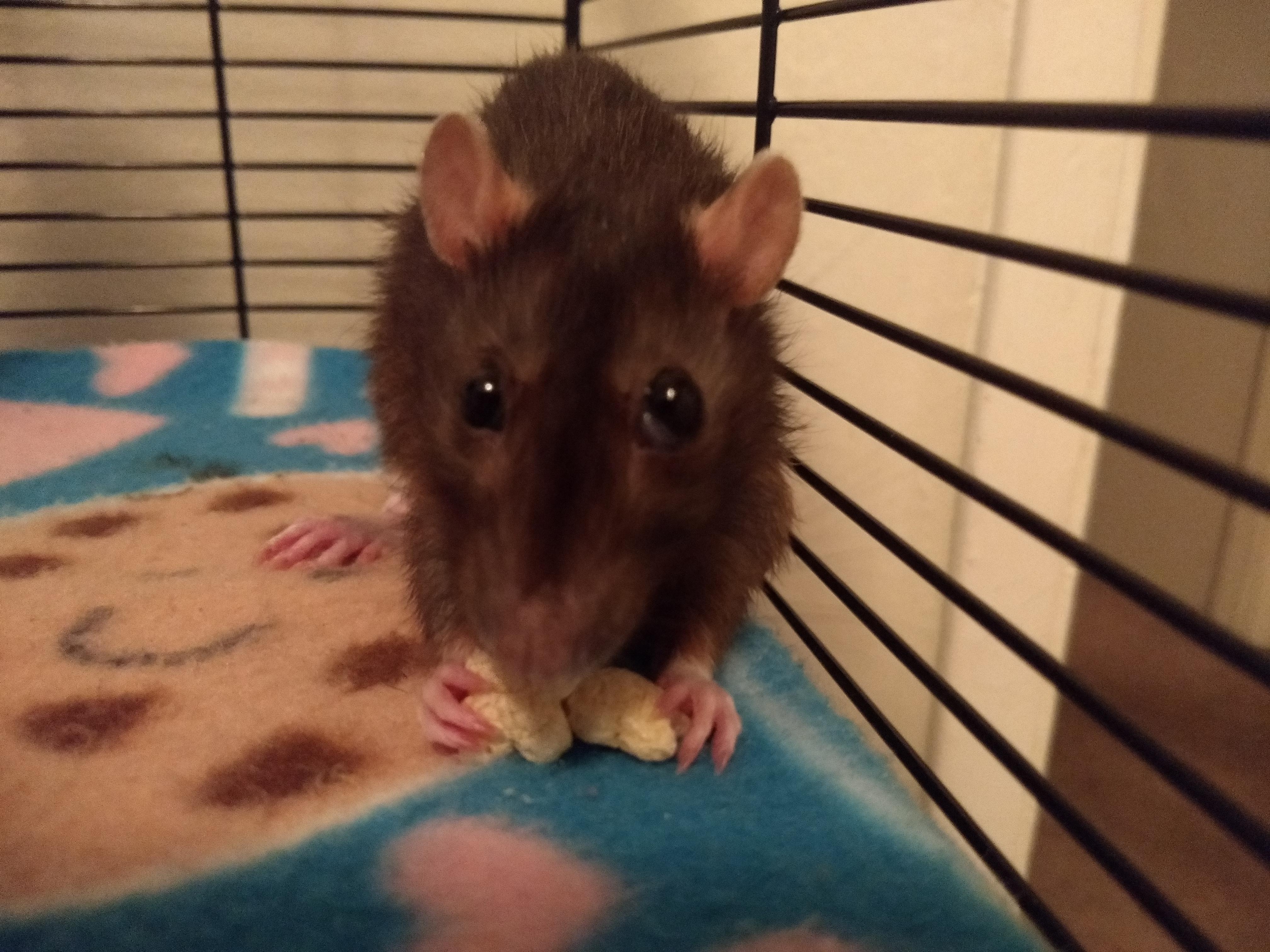 I came home and found Willow with one eye bulging ( has anyone seen