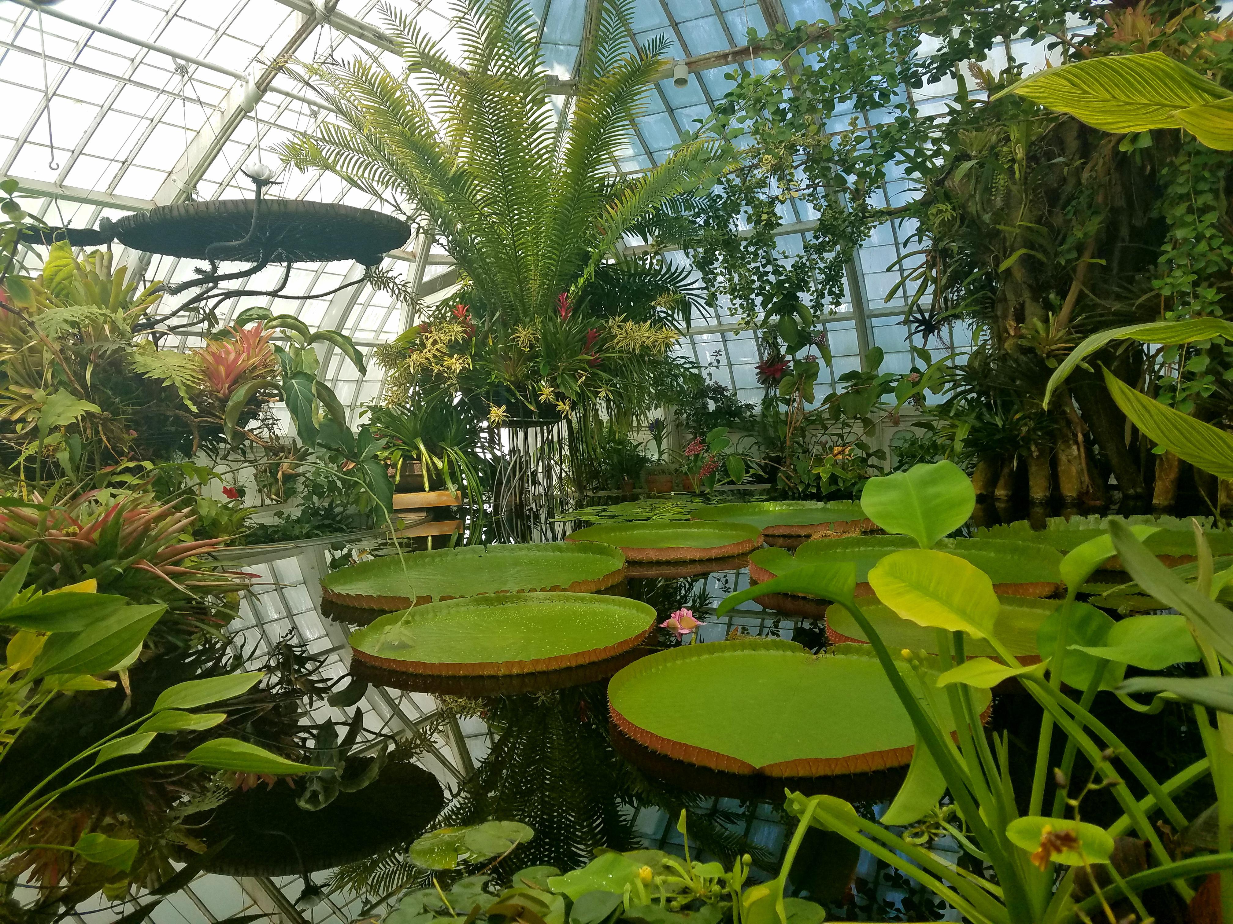 Conservatory of flowers in San Francisco