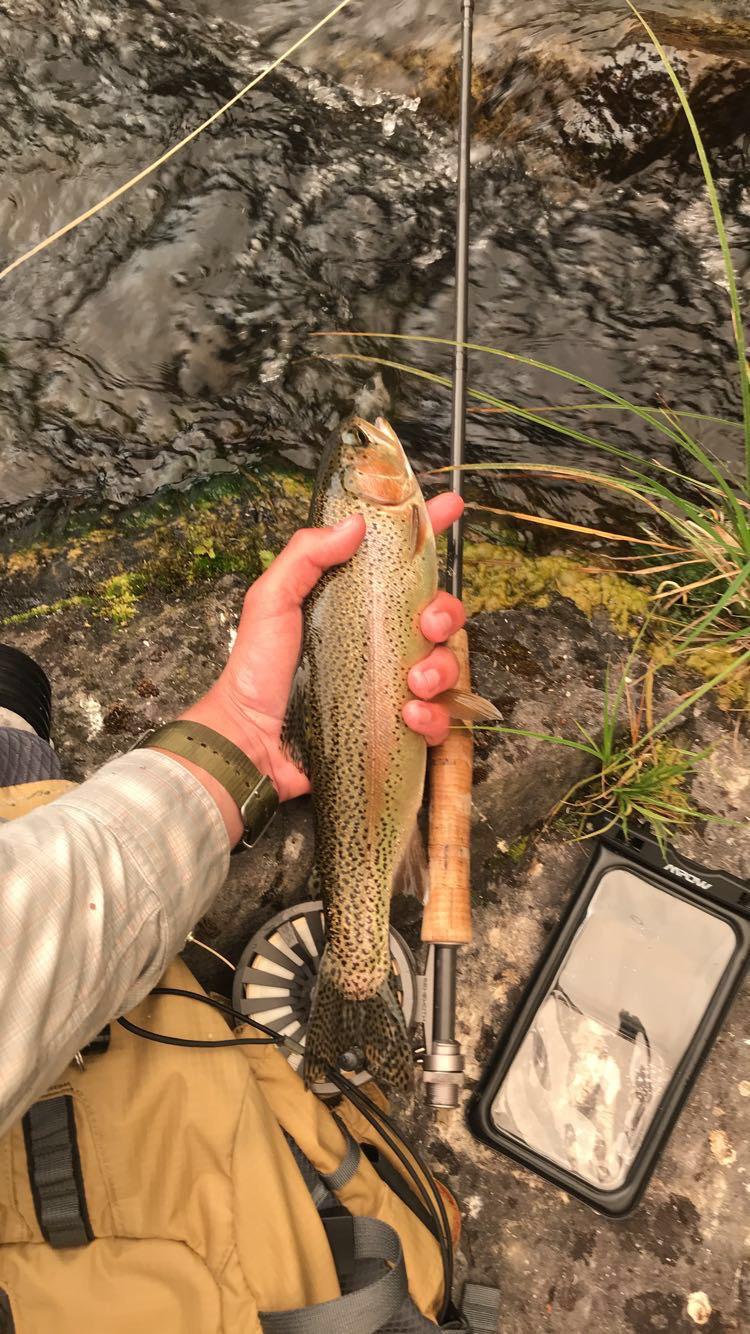 McCloud River Rainbow. The picture seems orange because of the Shasta
