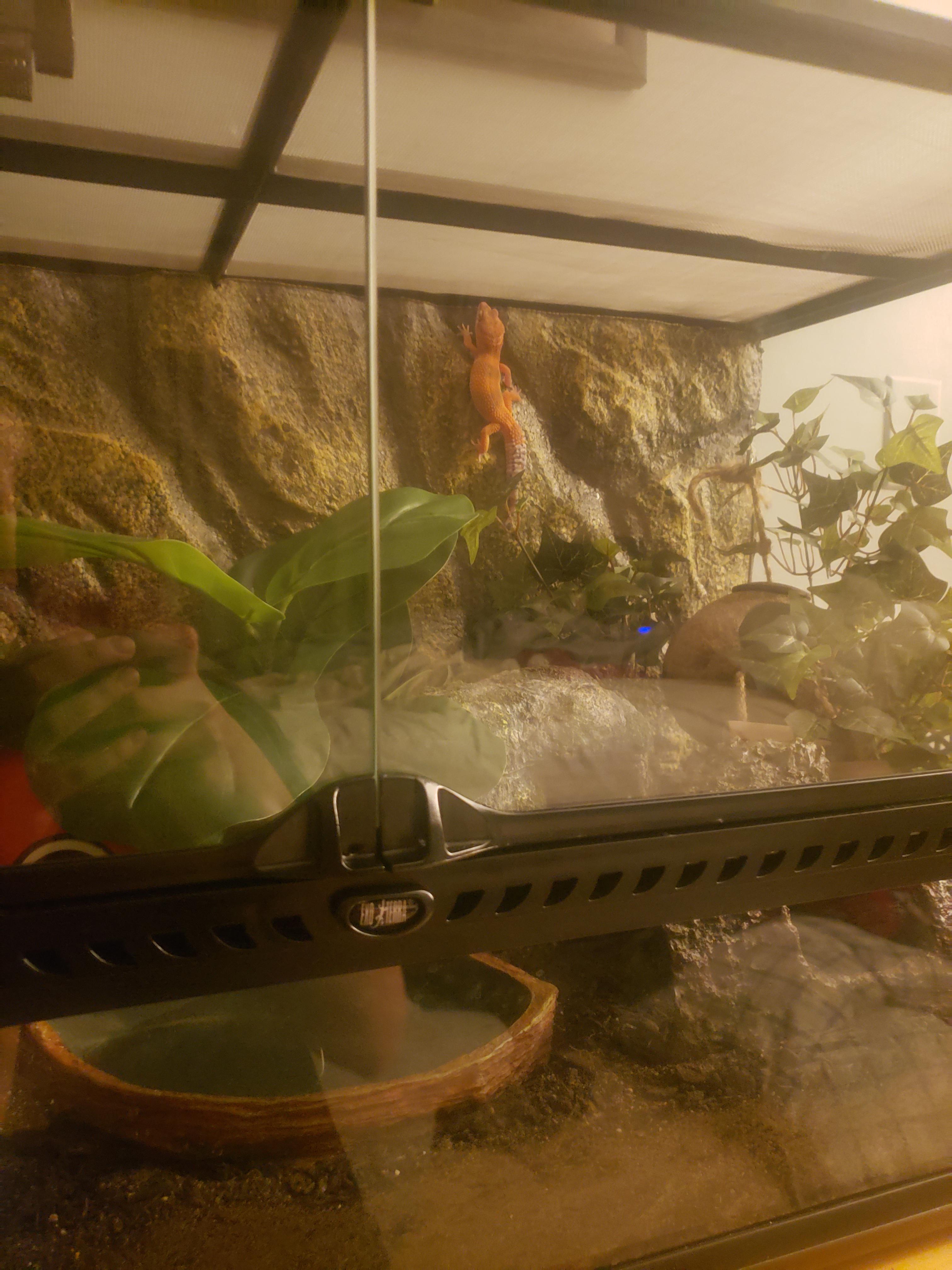 My little escape artist! r/leopardgeckos