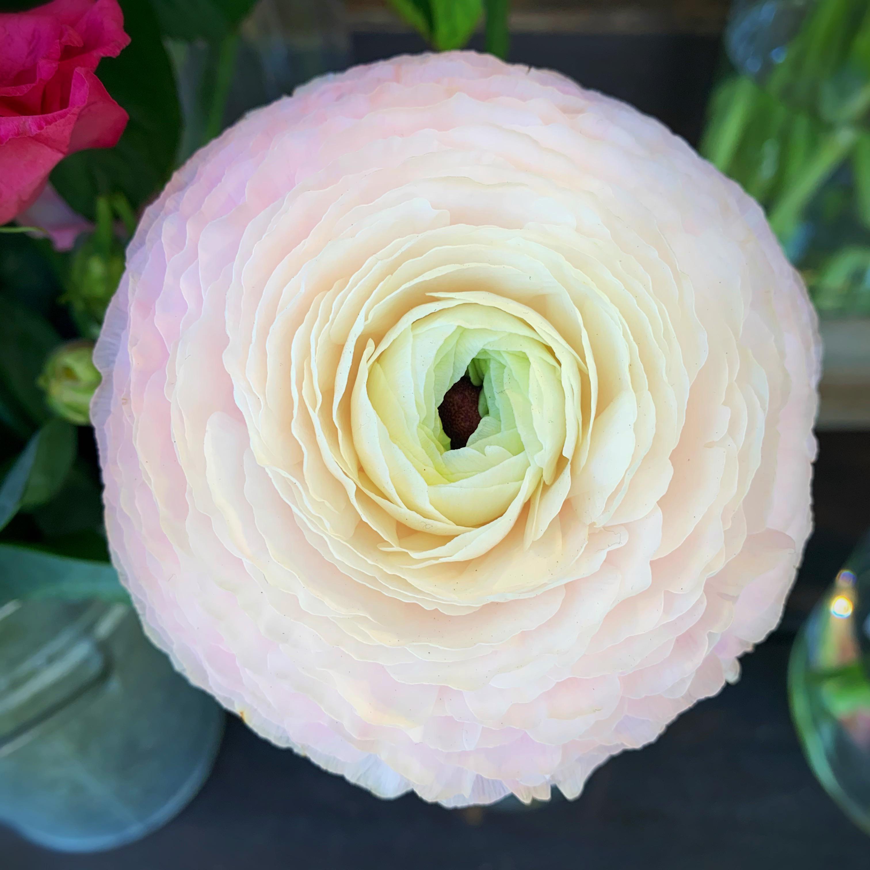 The perfect ranunculus. r/flowers