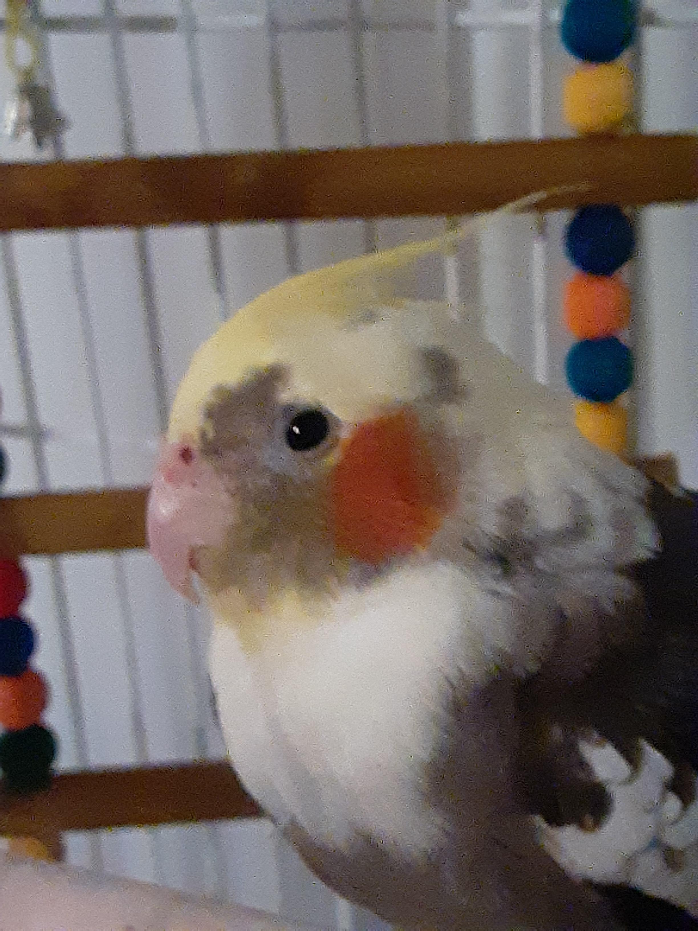 Reddit, Meet BirdBird! r/parrots