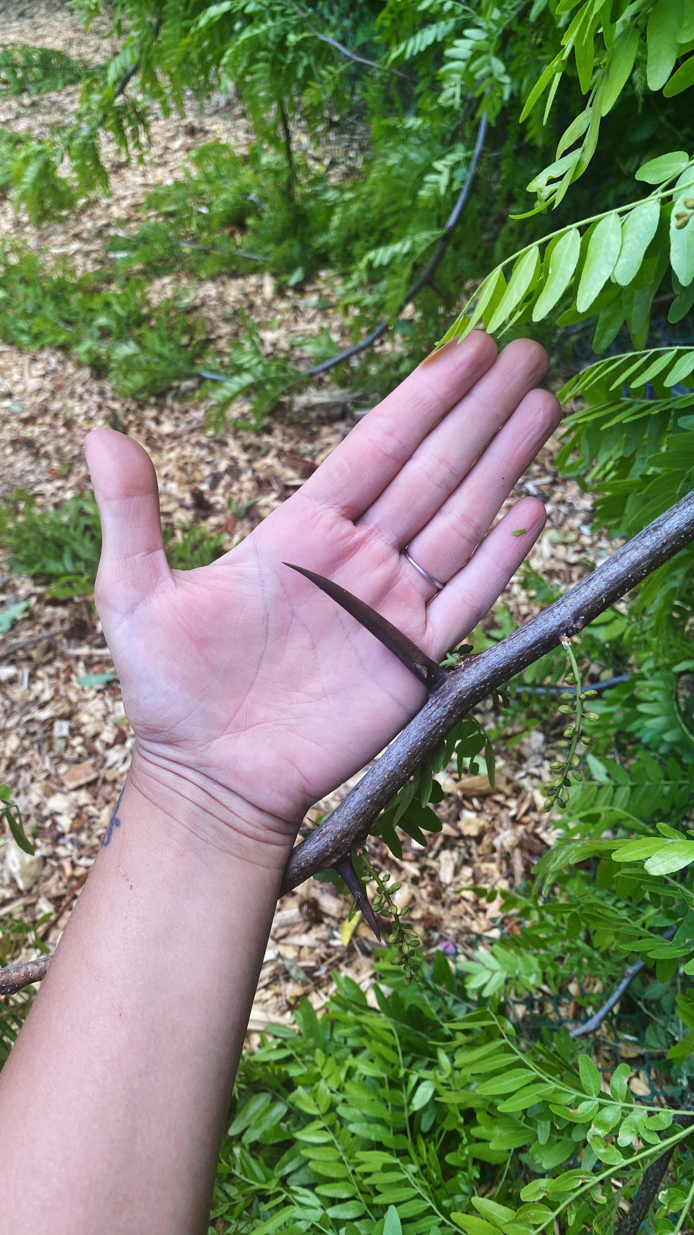 honey locust tree thorns found a few larger than this that had little