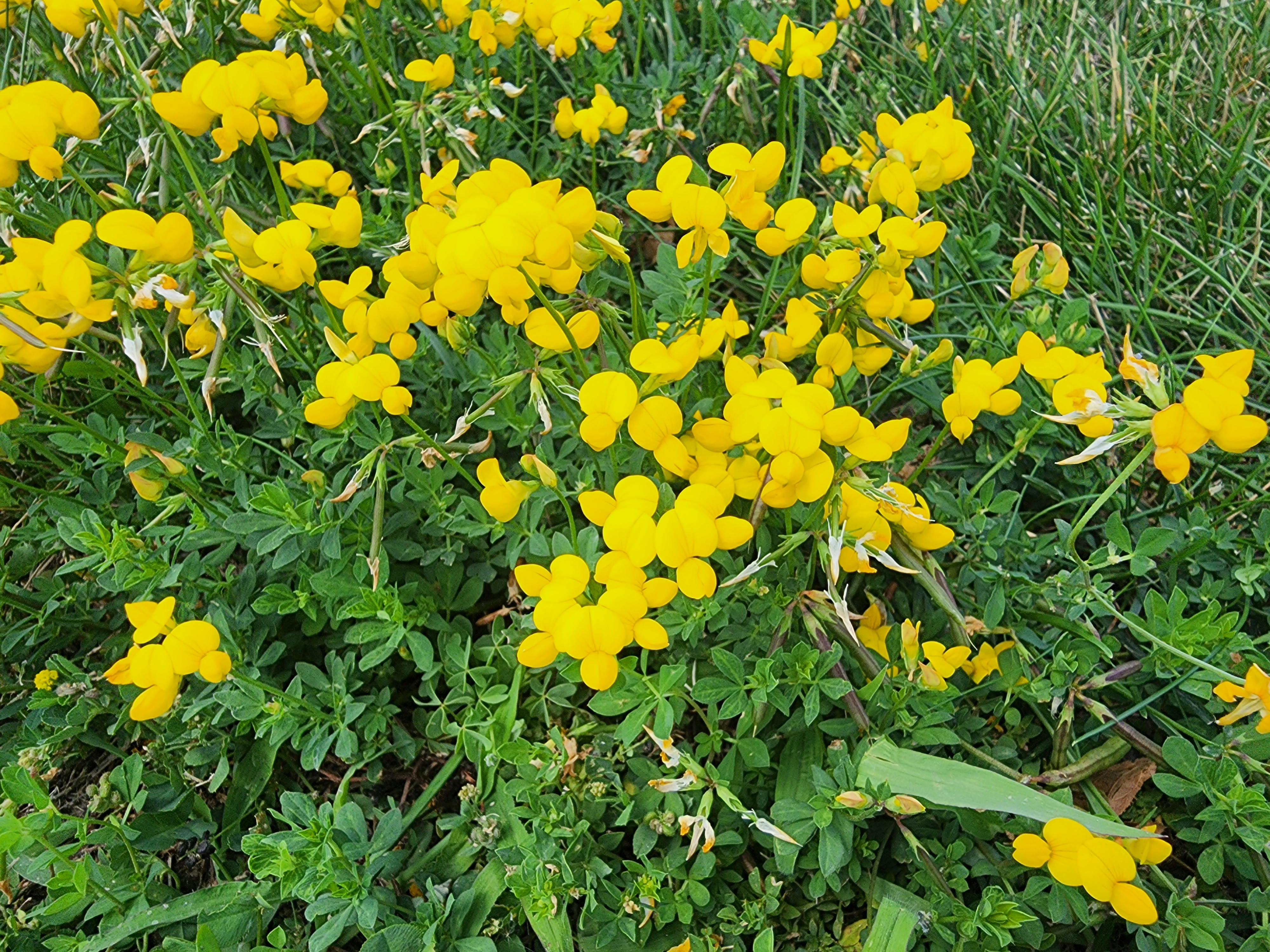 I live in SE Wisconsin and see these yellow flowers growing wild