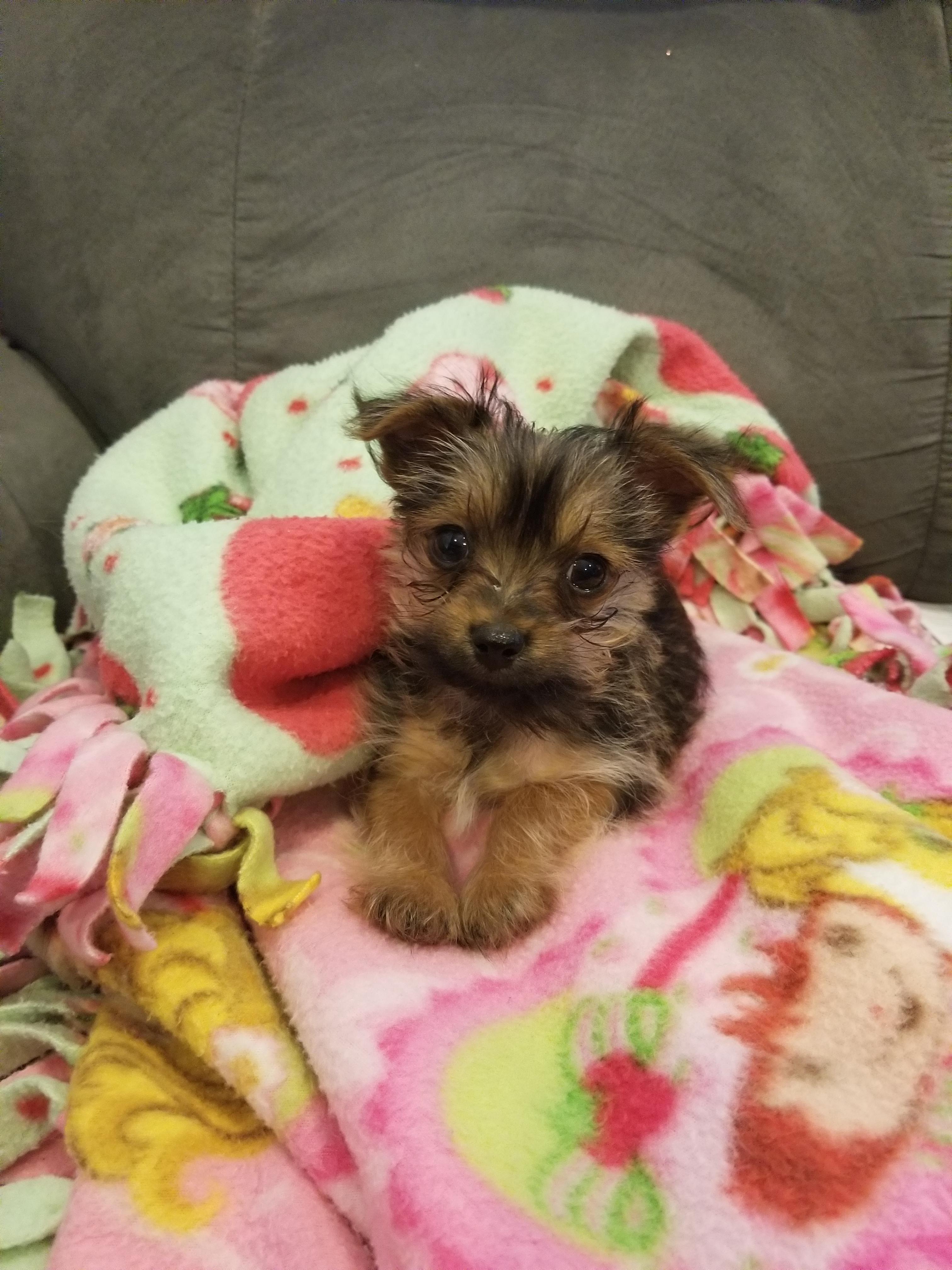 Teacup Morkie