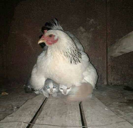 At my local farm (Clark Farm, Carlisle, MA) one of the hens kept two