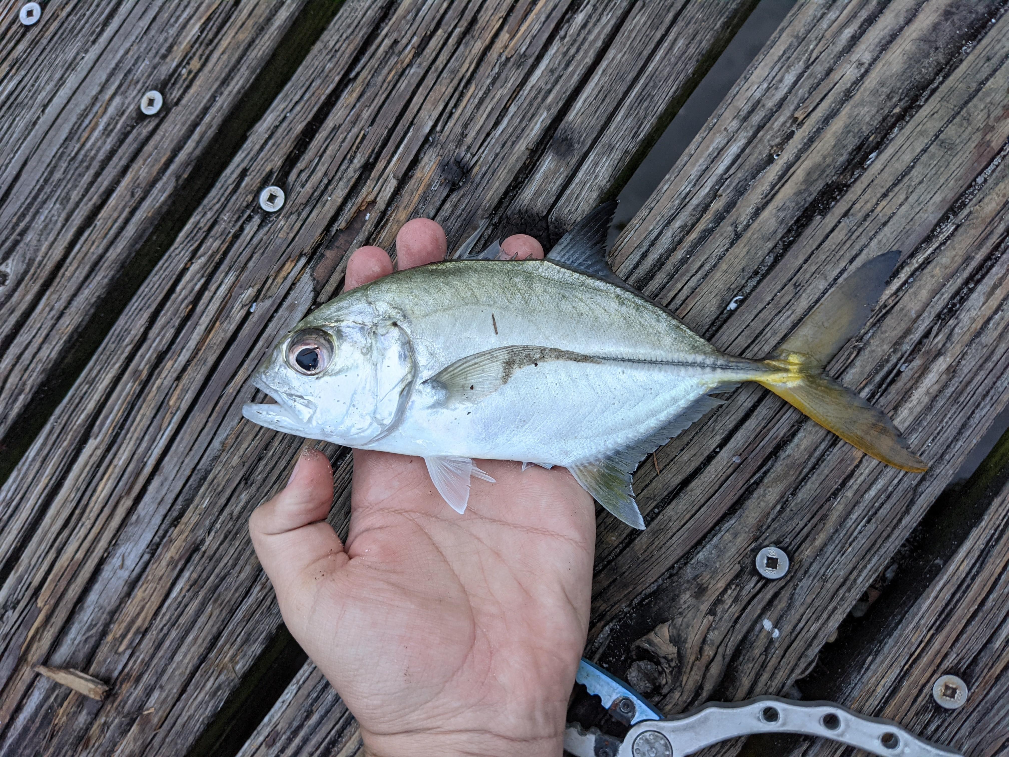 Horse eye jack or young jack crevalle? Southeast Florida with lure. r