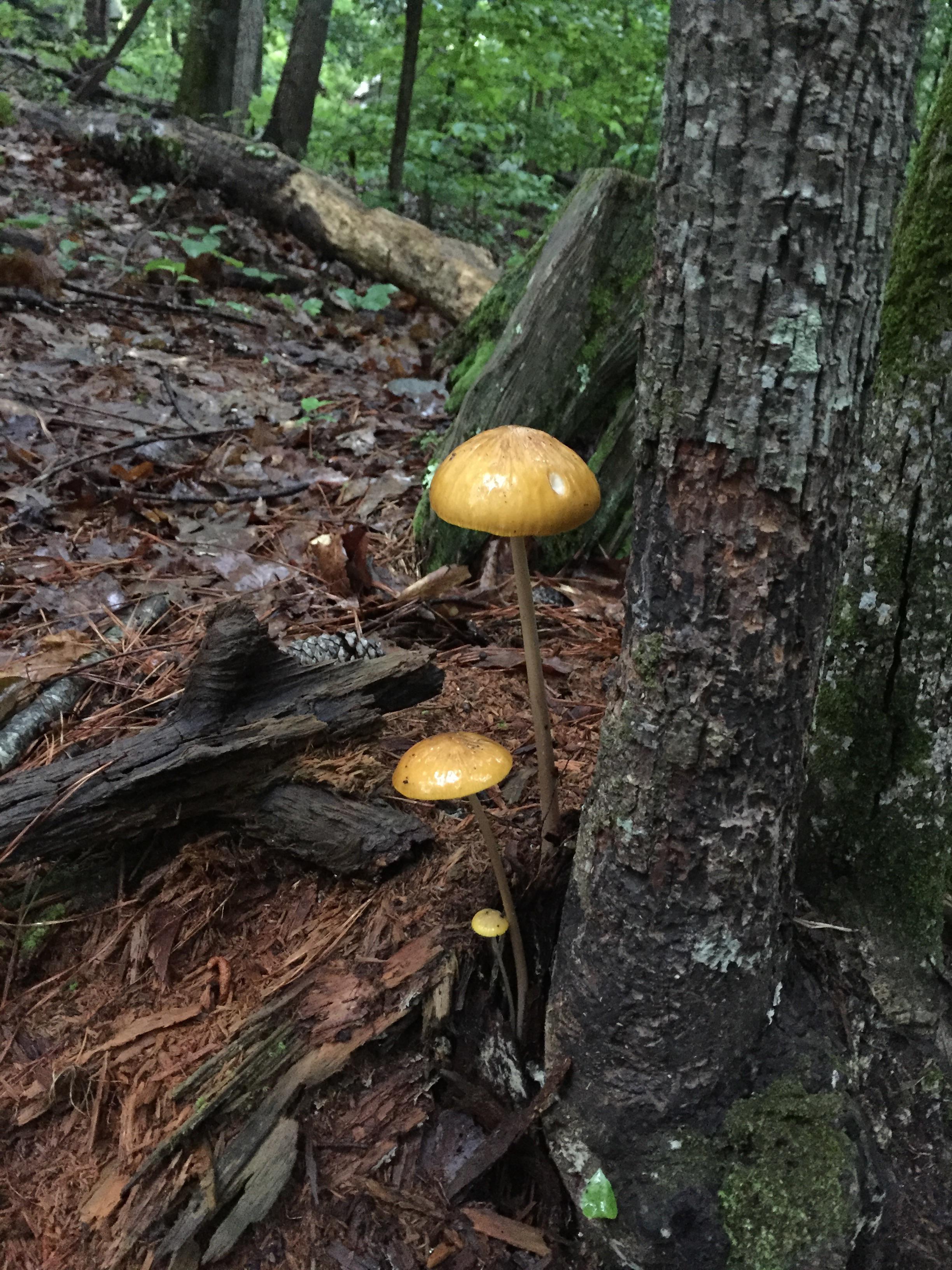 Long Stem Mushroom r/MushroomPorn