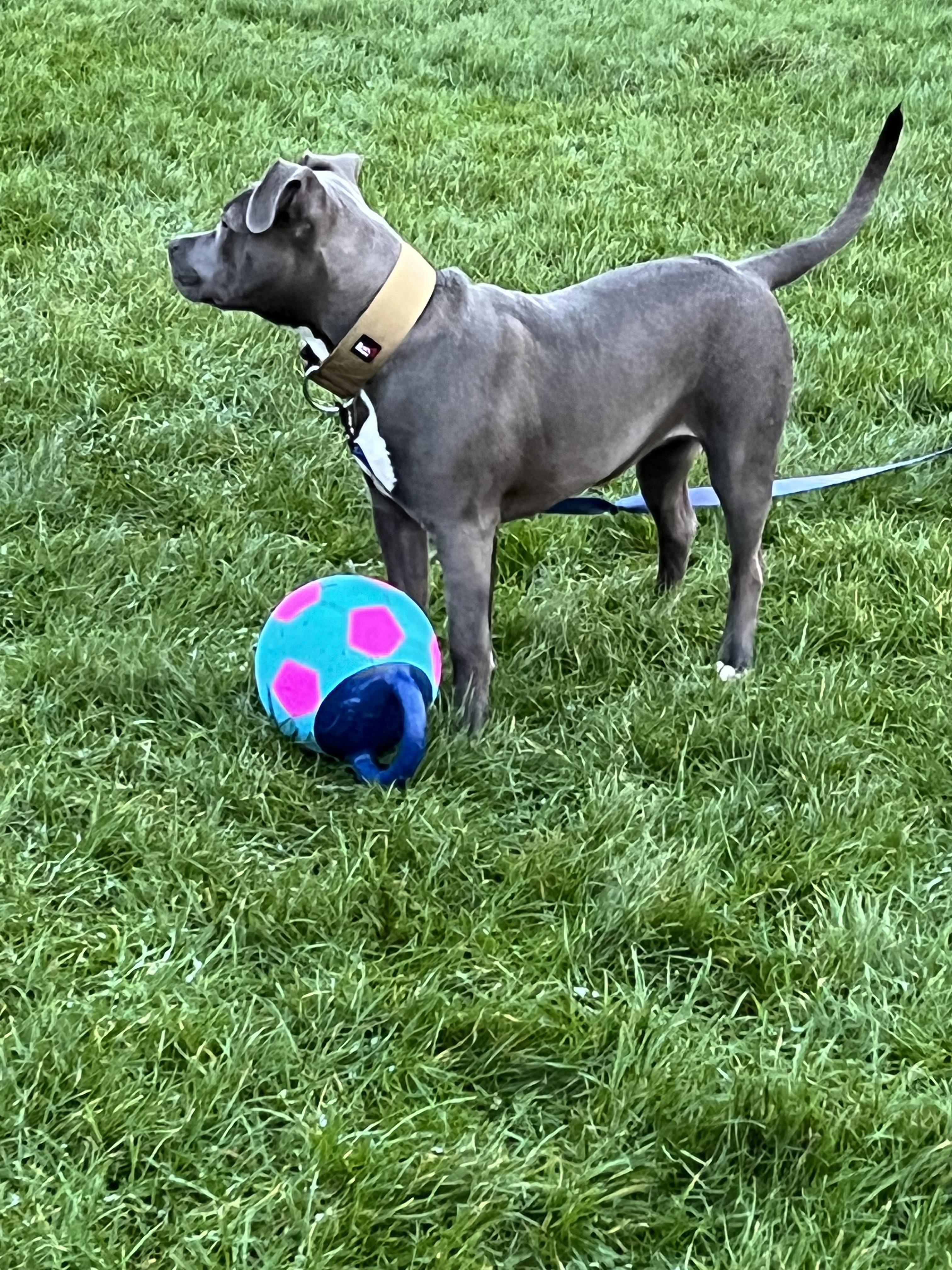 Female xl bully weight 5 months old she is 24kg would that be about