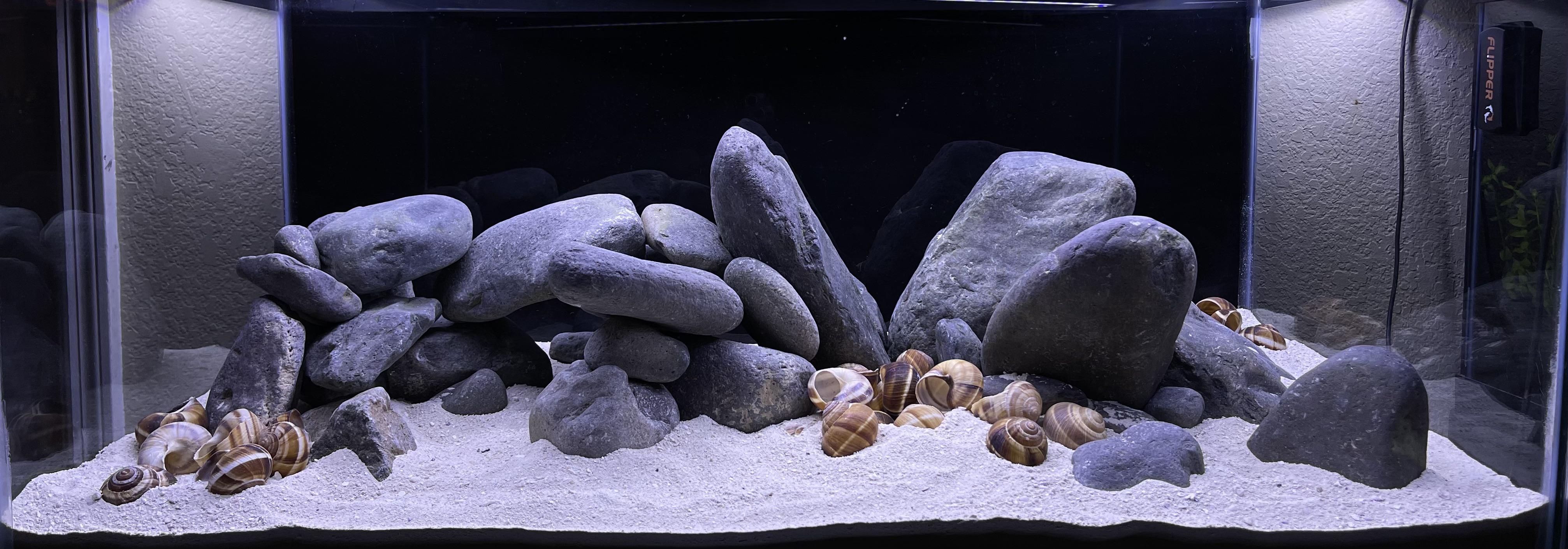 Final scape for my Lake Tanganyika aquarium Aquariums
