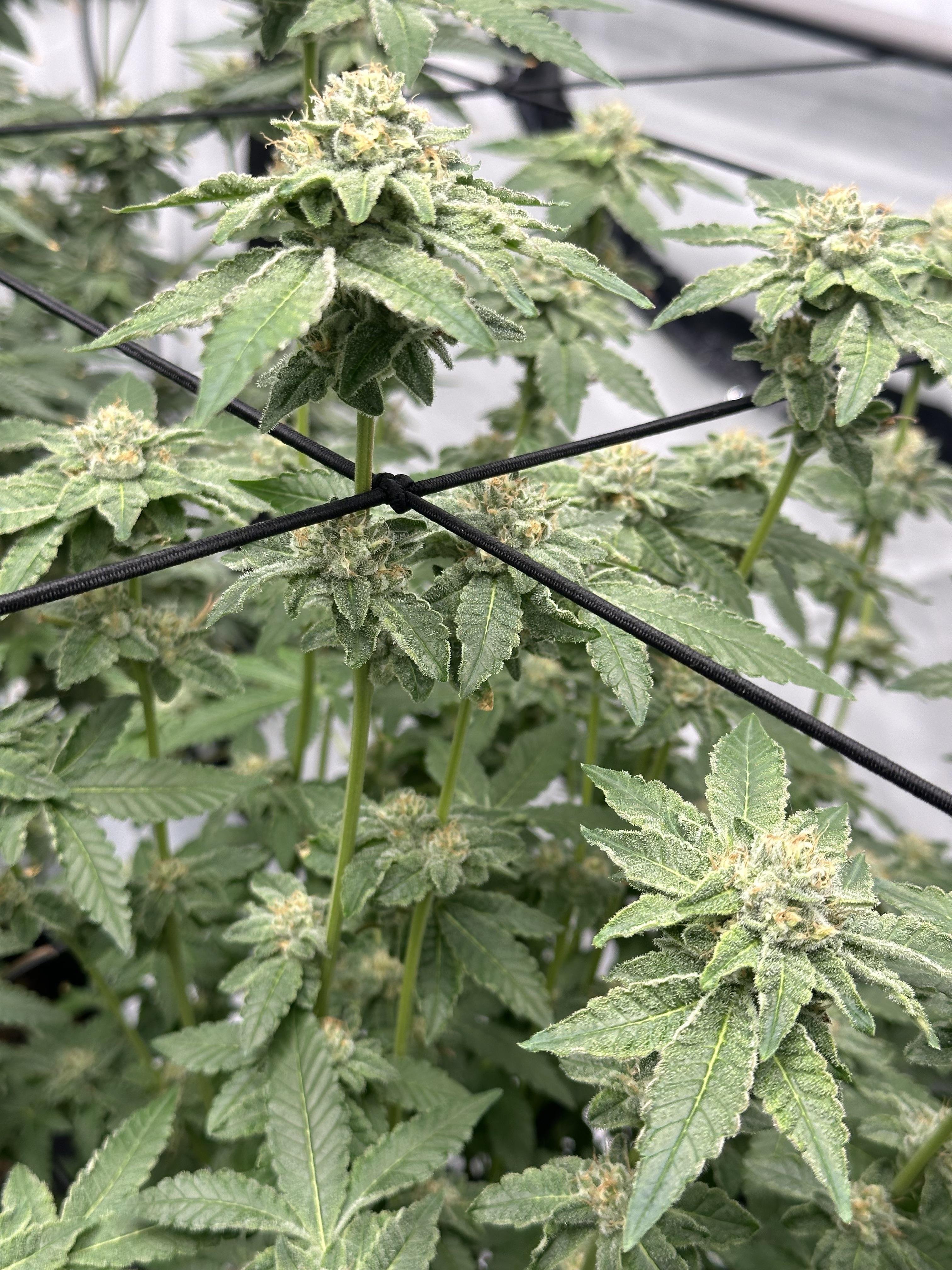 Seed junky rs11 x permanent marker week 6 in flower r/Rva_homegrown