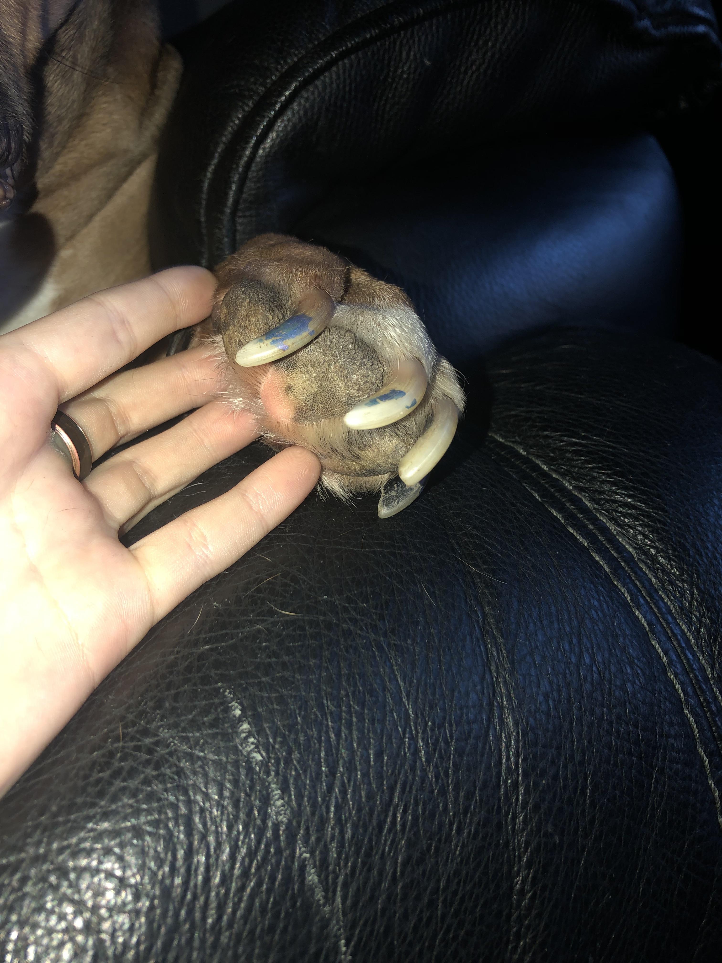 how can i clip my dog’s nails safely? r/PetAdvice