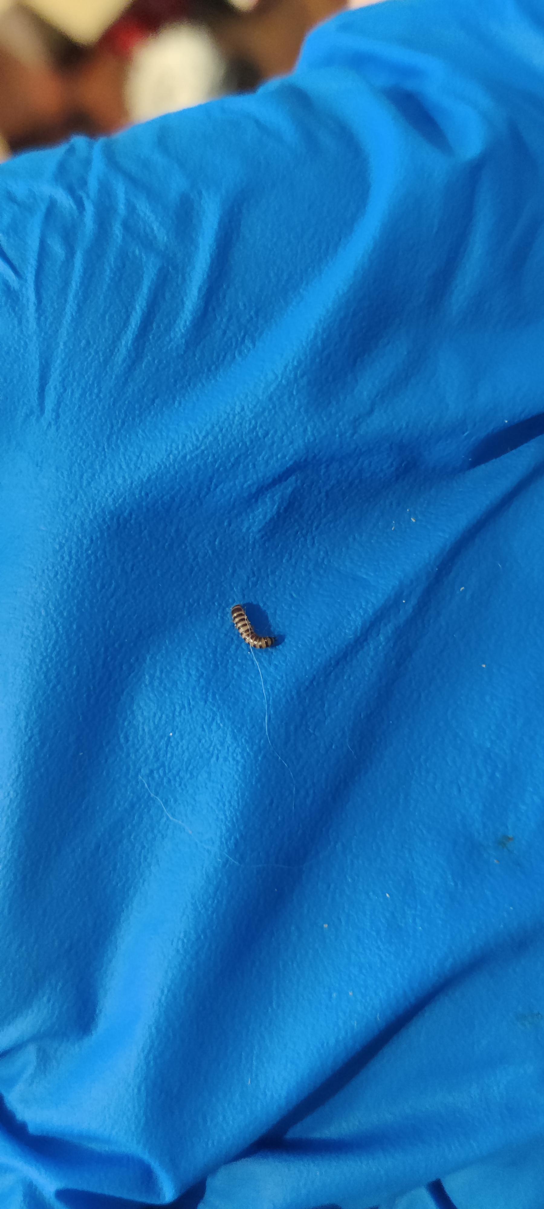 Kansas found this in my cat's food dish. Anyone know what this is