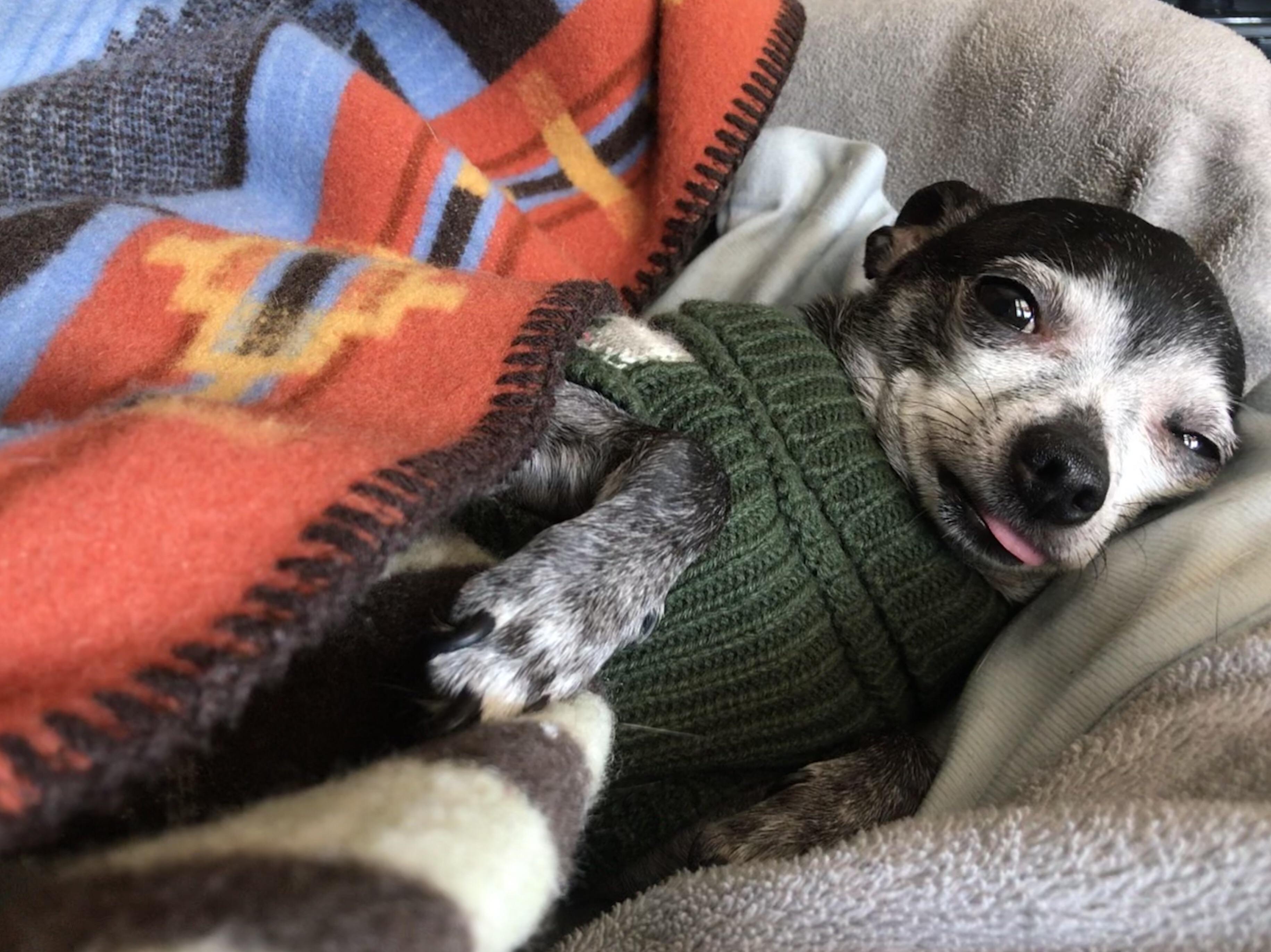Baby blanket, check. Sweater, check. Heating pad, check. r/Chihuahua