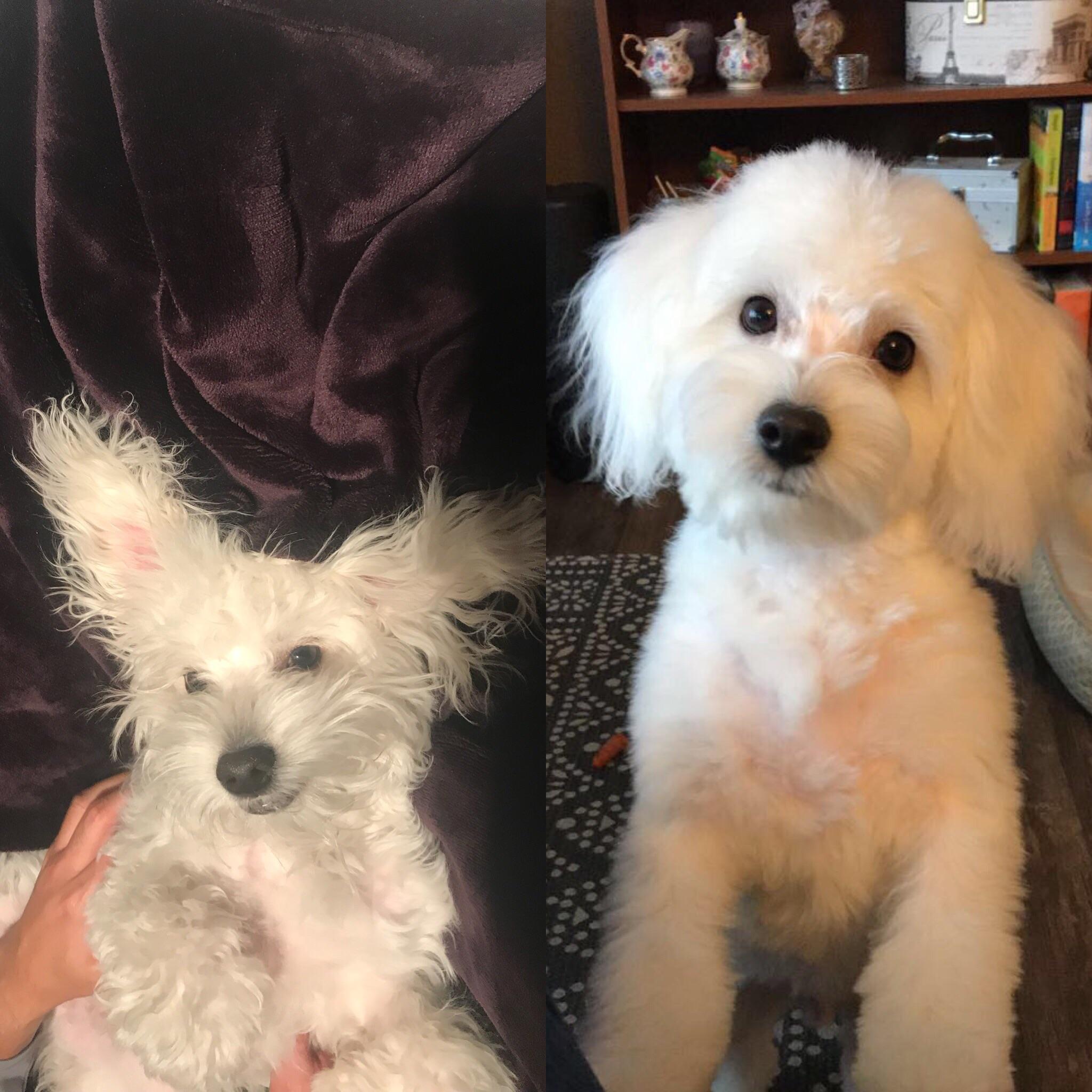 79+ Bichon Frise Face Grooming l2sanpiero