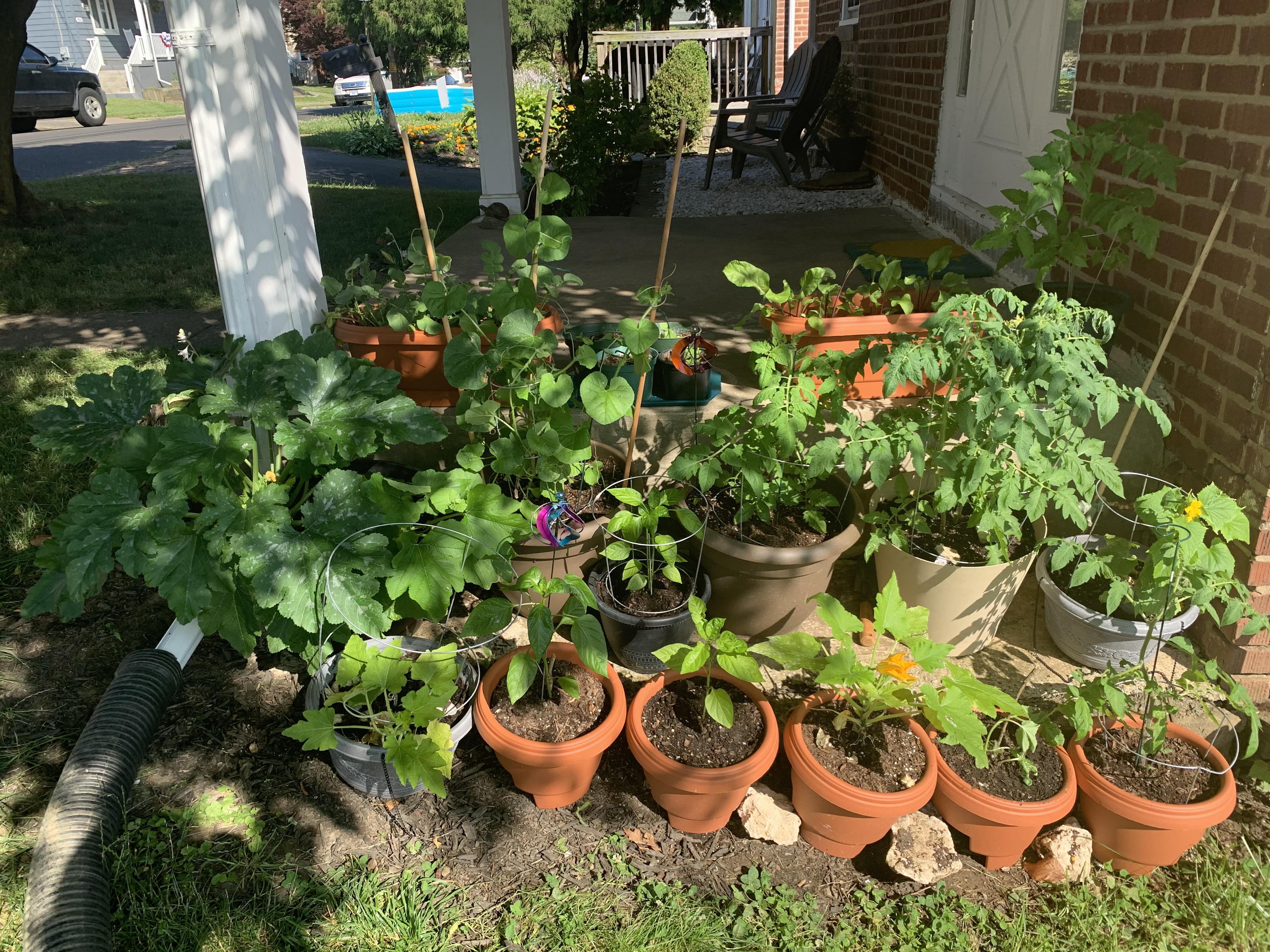 Victory Garden in the morning sun r/vegetablegardening
