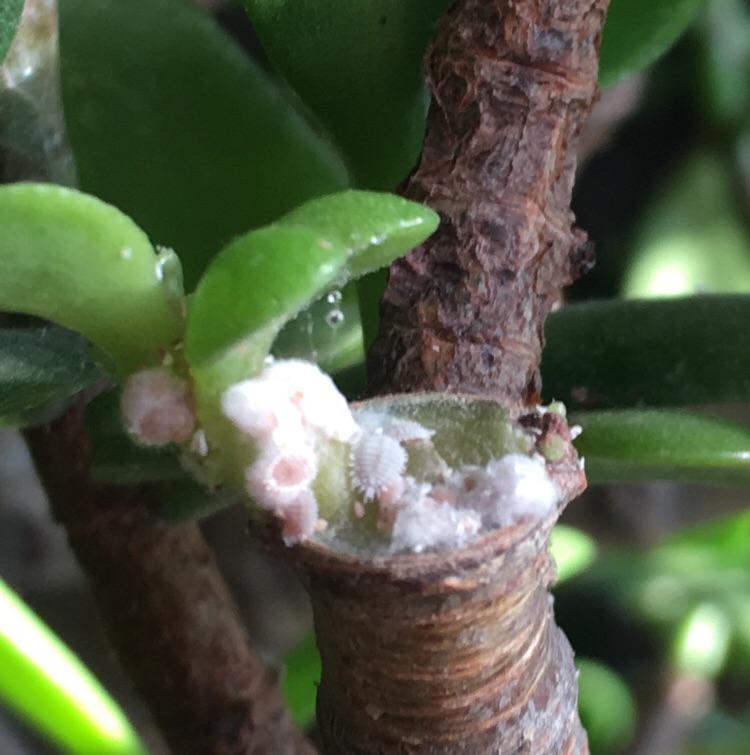 Jade plant got attached by Mealybugs. Please help what to do ? Now I