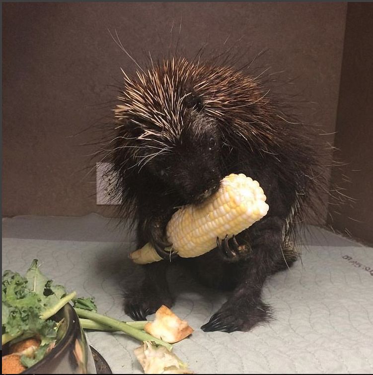 Porcupine Eating Corn on the Cob r/aww
