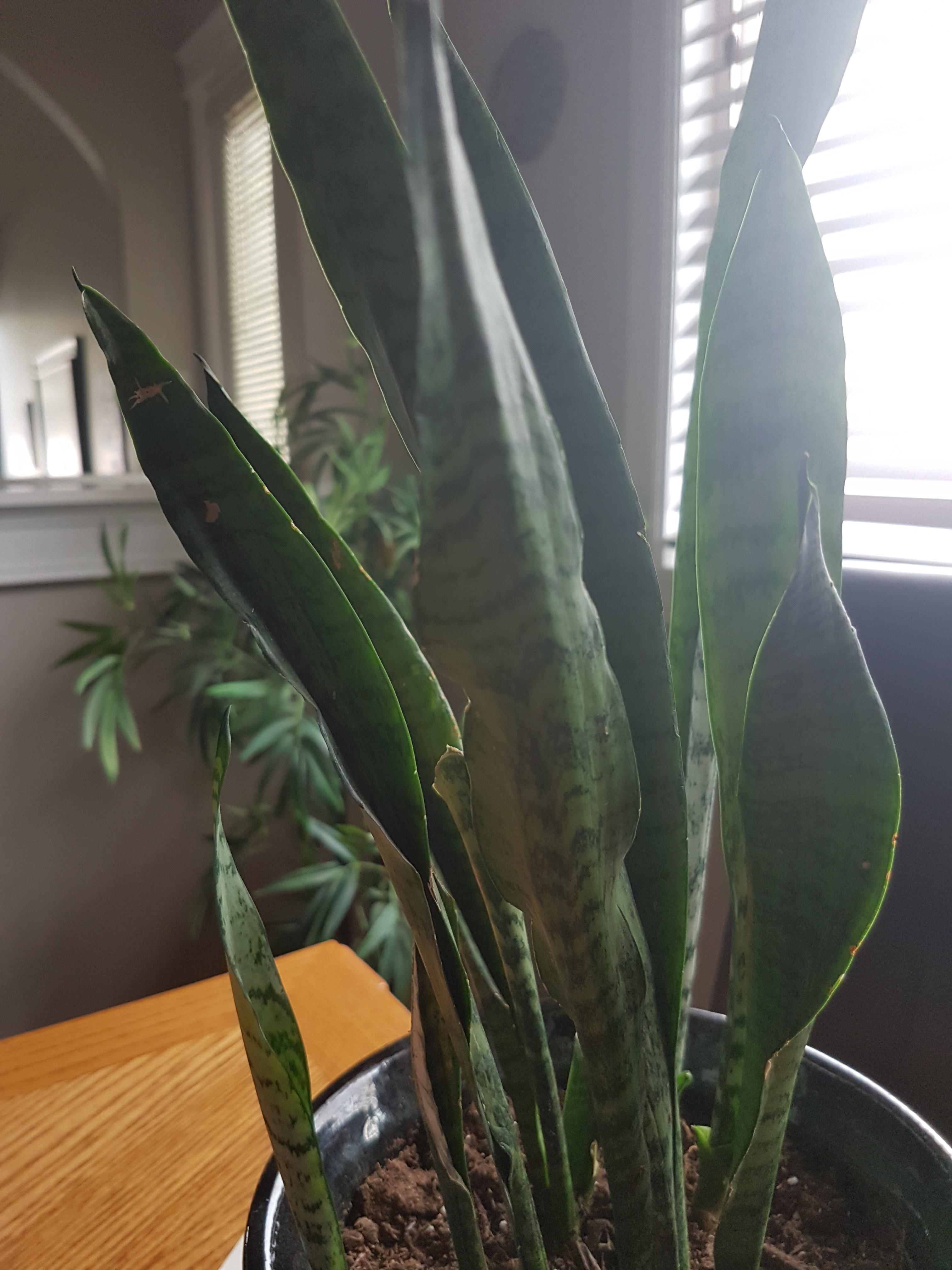 Help! I think my snake plant is dying... r/houseplants