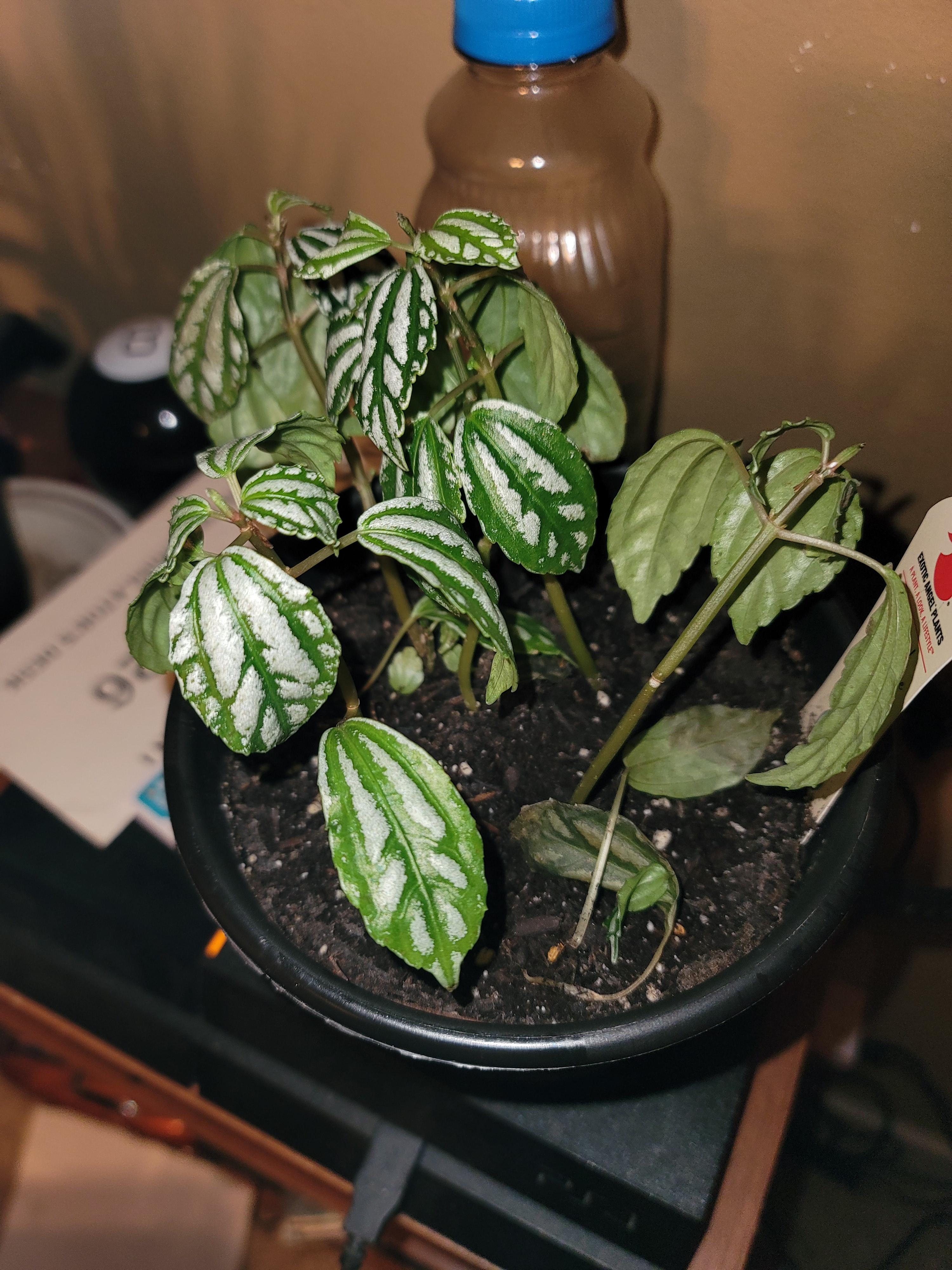 My aluminum plant is drooping a leaves are falling. Lives in the window