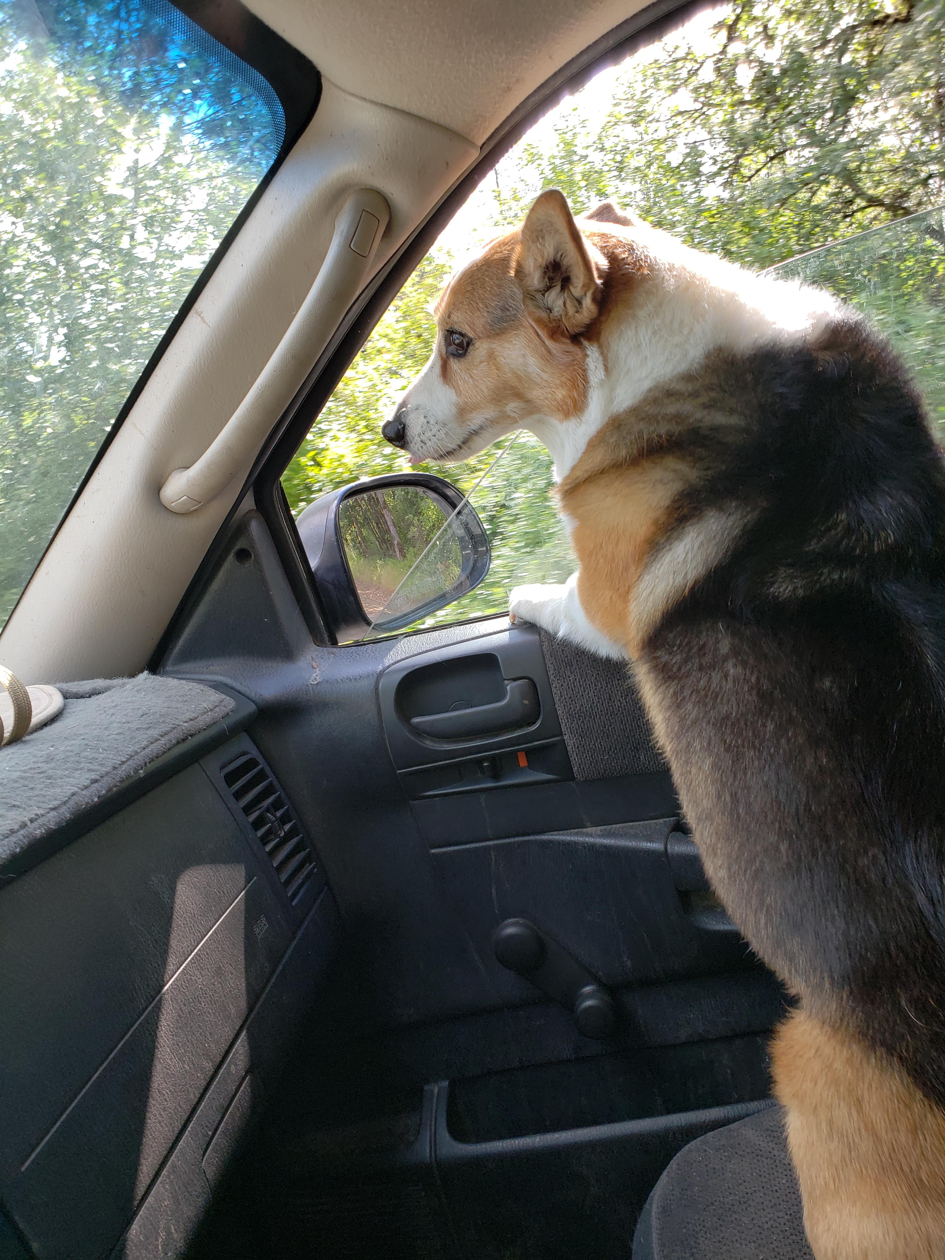 Dog is my copilot.