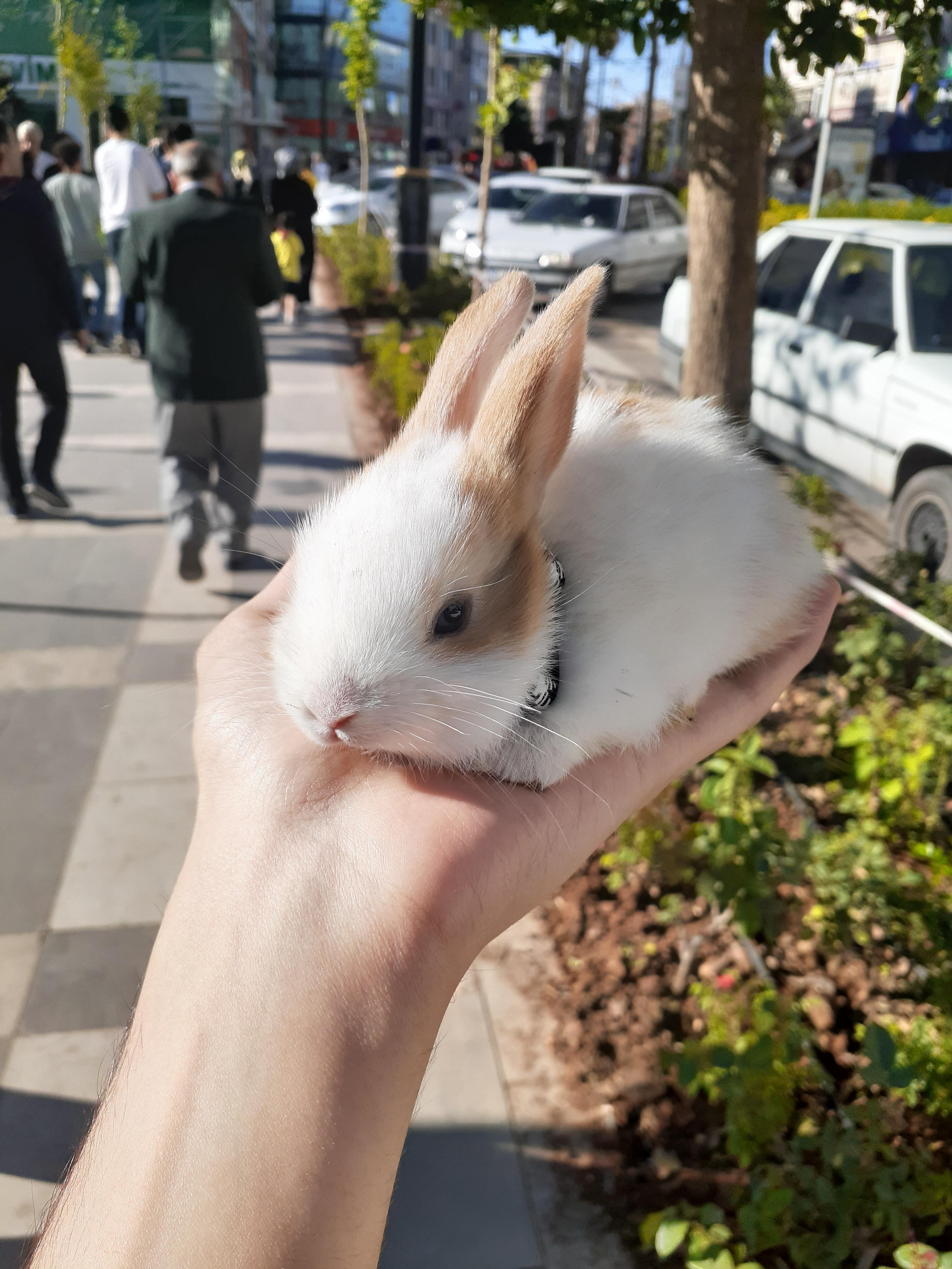 [OC] I think my own bunny can make everyone smile ) r/MadeMeSmile