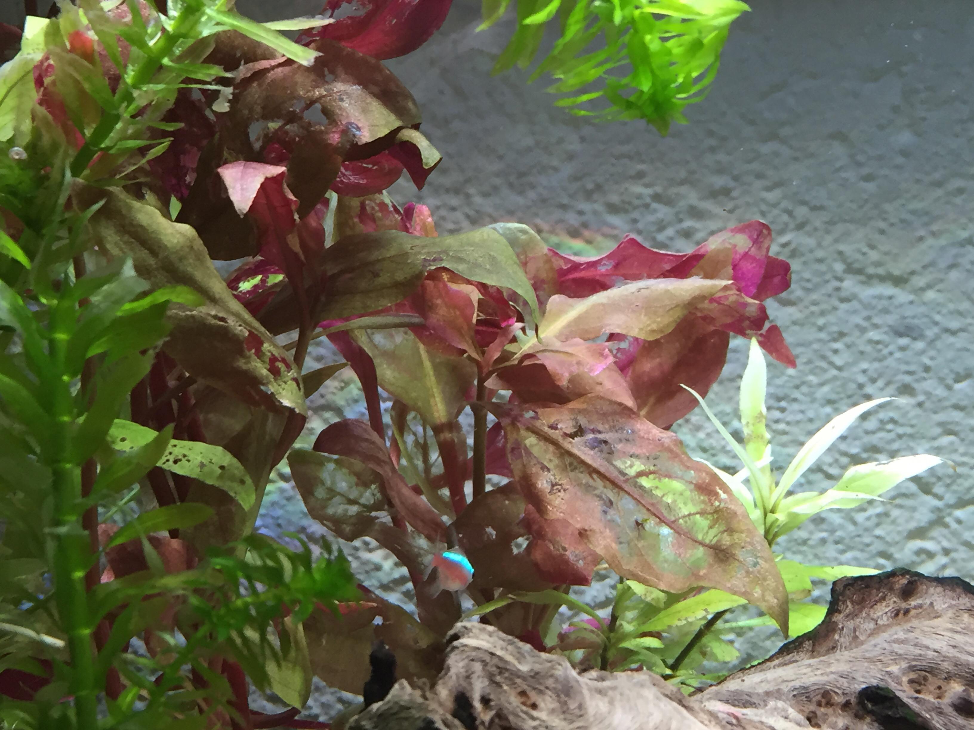 Brandnew Alternanthera reineckii has holes in nearly all its leaves, which have gone