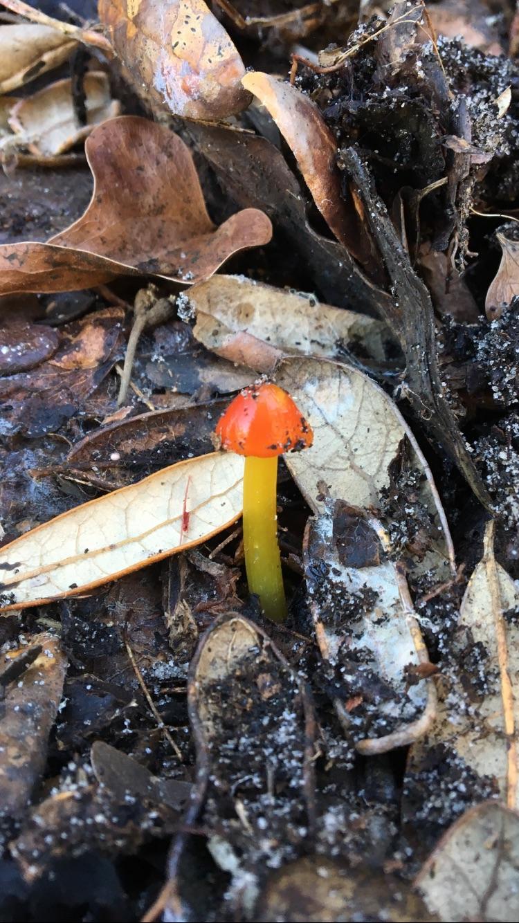 Beautiful mushroom from coastal Florida r/mycology