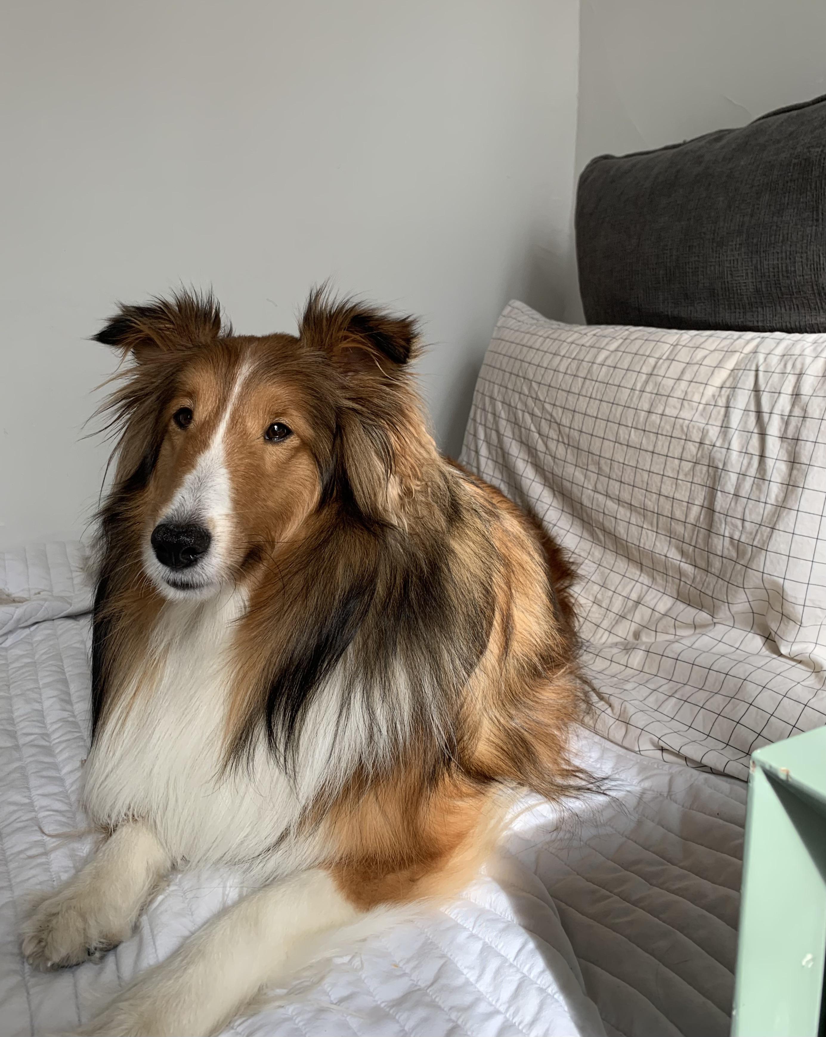 We are thinking of getting a second sheltie (open to other breeds