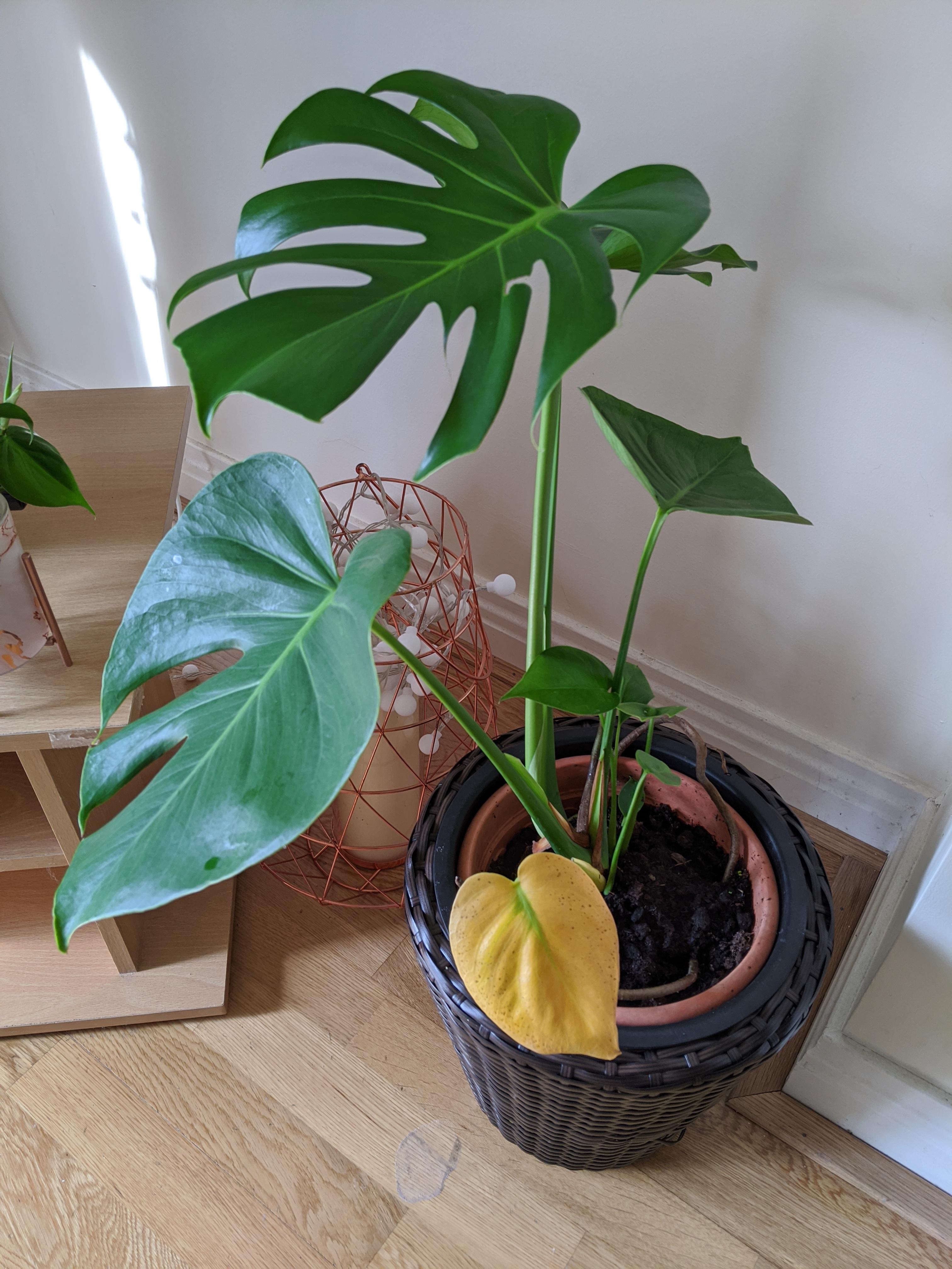 How should I treat this yellow Monstera leaf? r/plantclinic