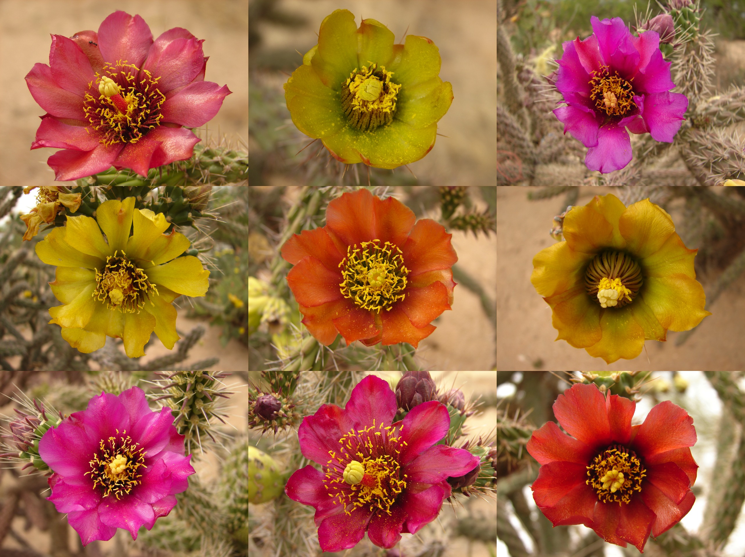 Our colorful Sonoran Desert! A splash of color from cholla cactus