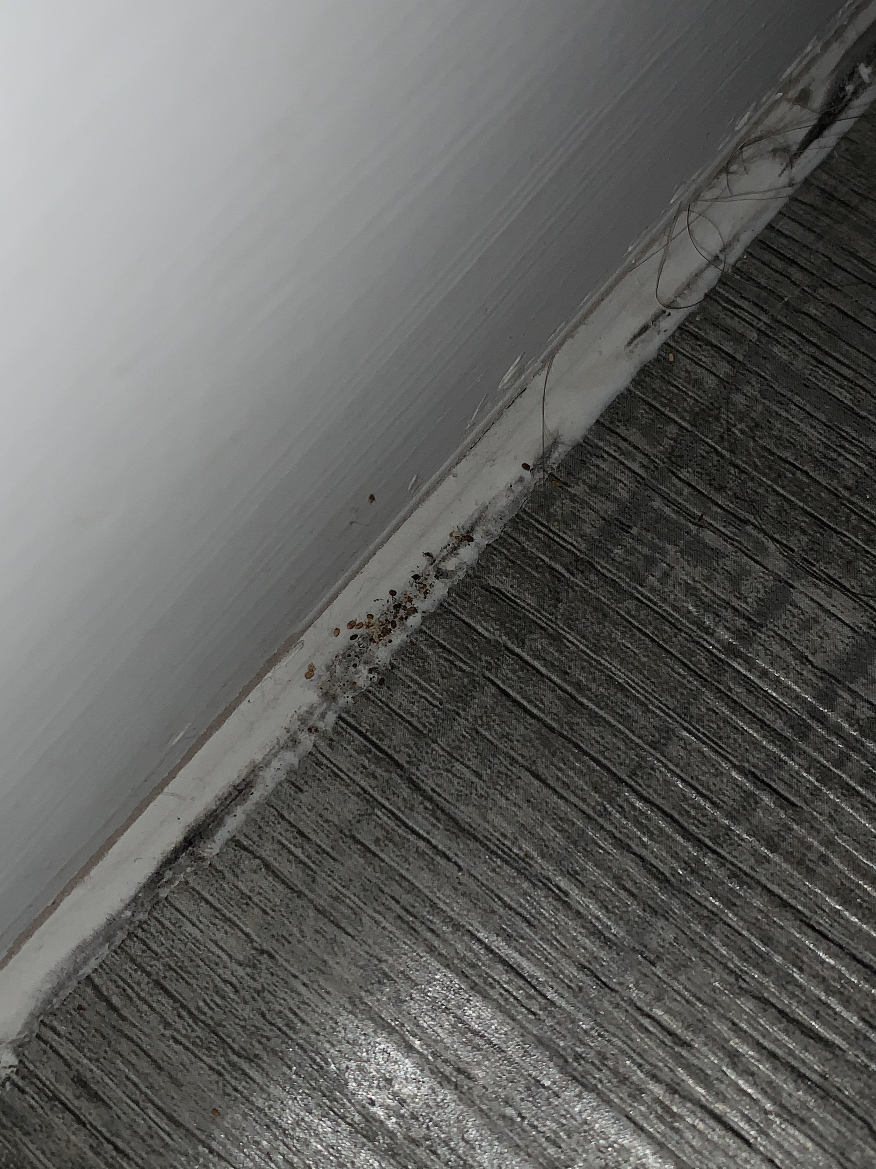 Evidence of bedbugs? Finding these but can’t tell if it’s crumbs or