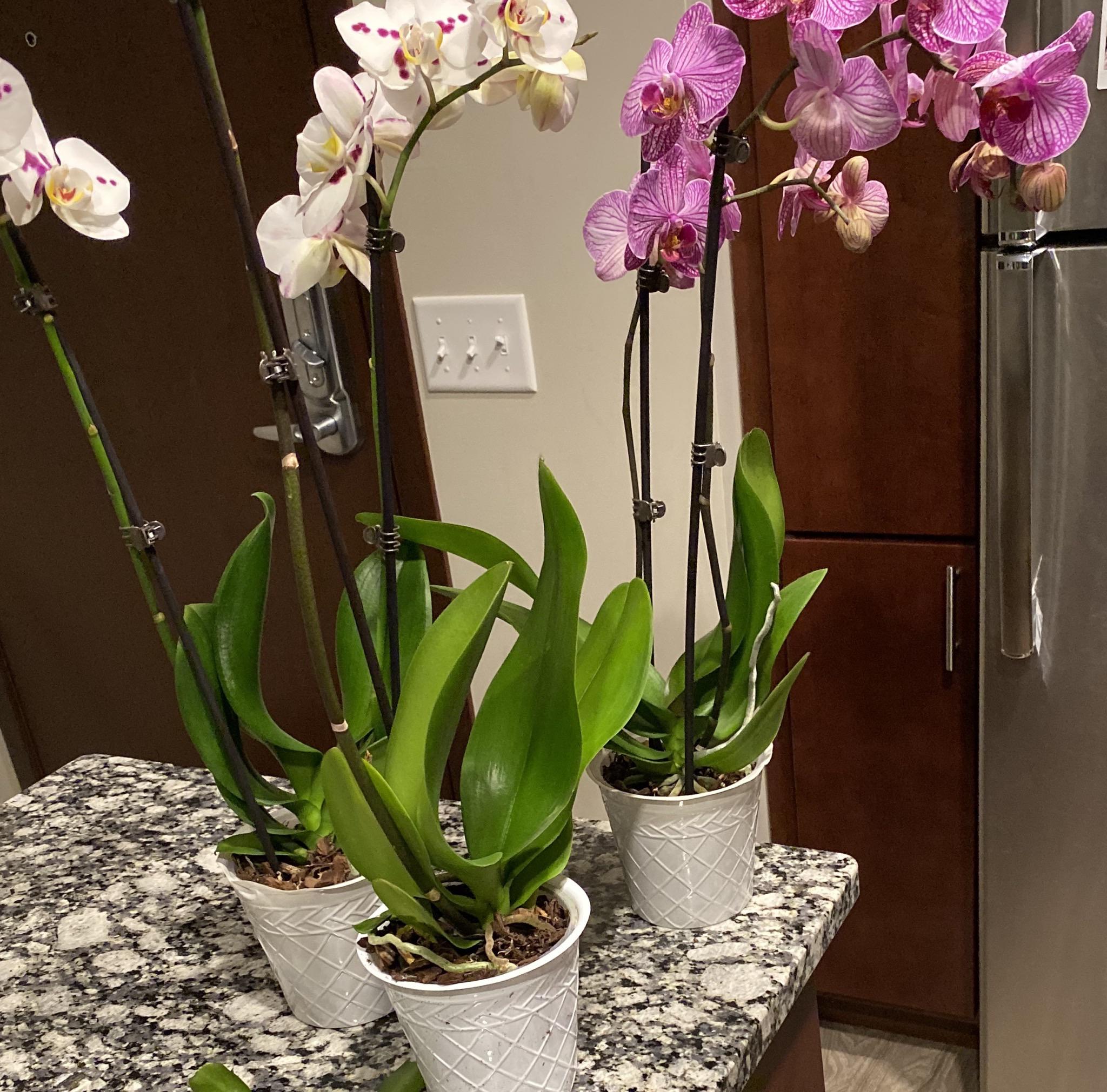 Advice for spider mite treatment in orchids (details in comments) r/orchids
