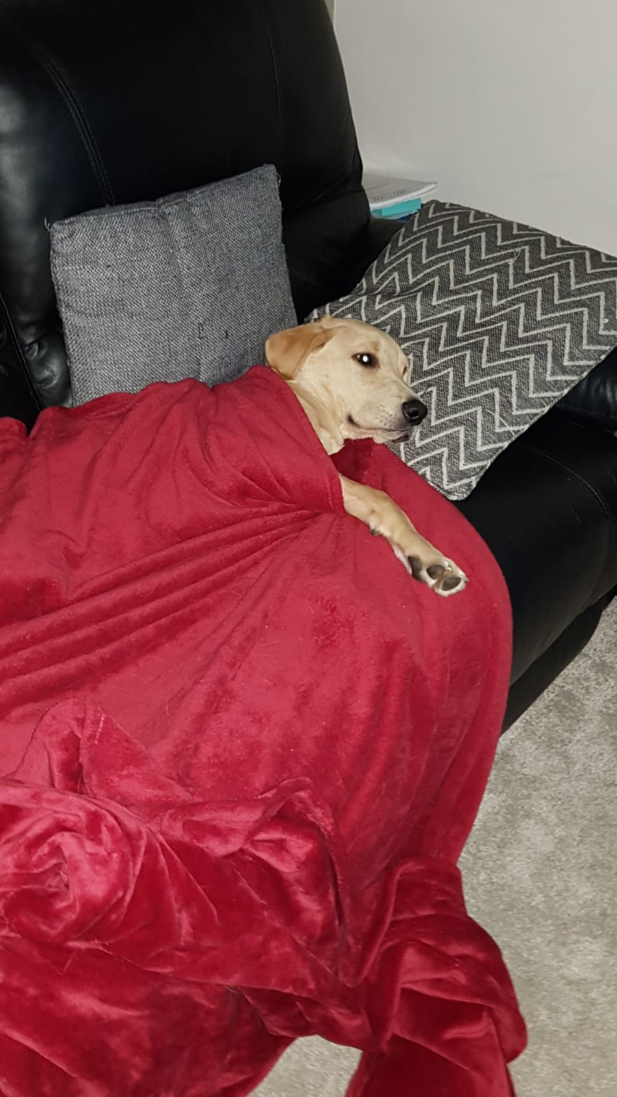 This is my 7 month old dog boris r/aww