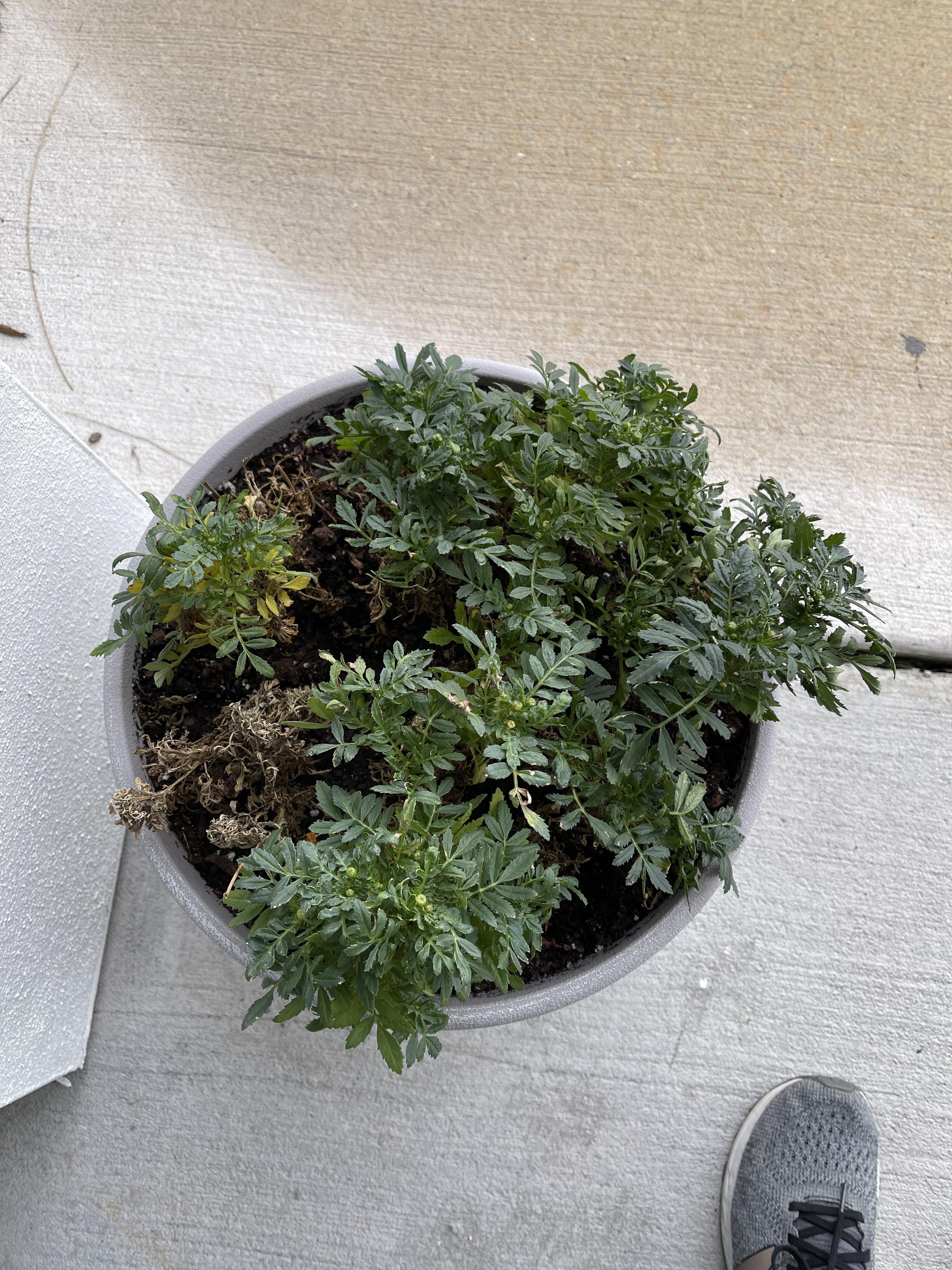 why are my marigolds dying? r/plantclinic