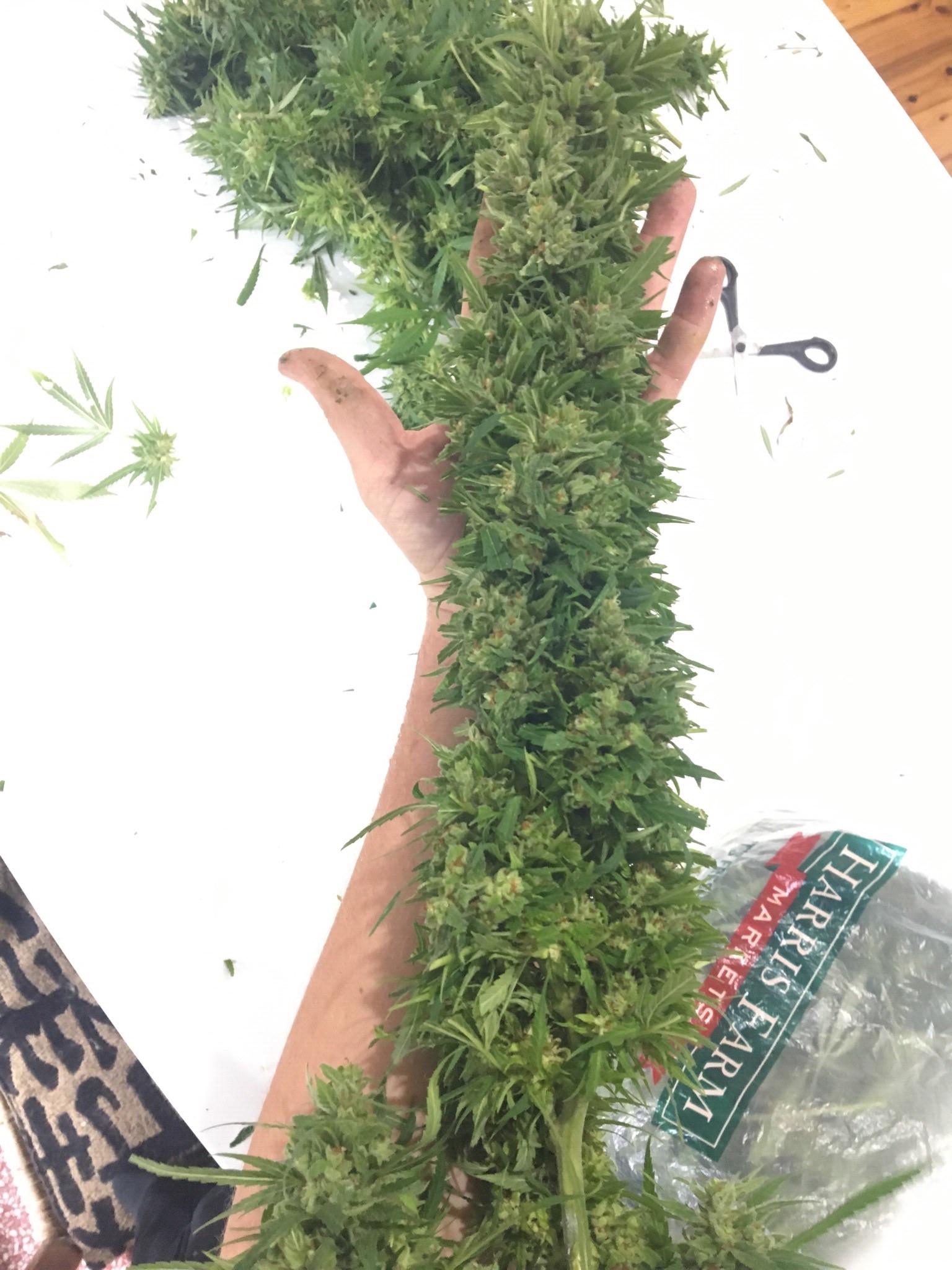 My first grow. From bag seed. Grown outdoors down under. r/microgrowery